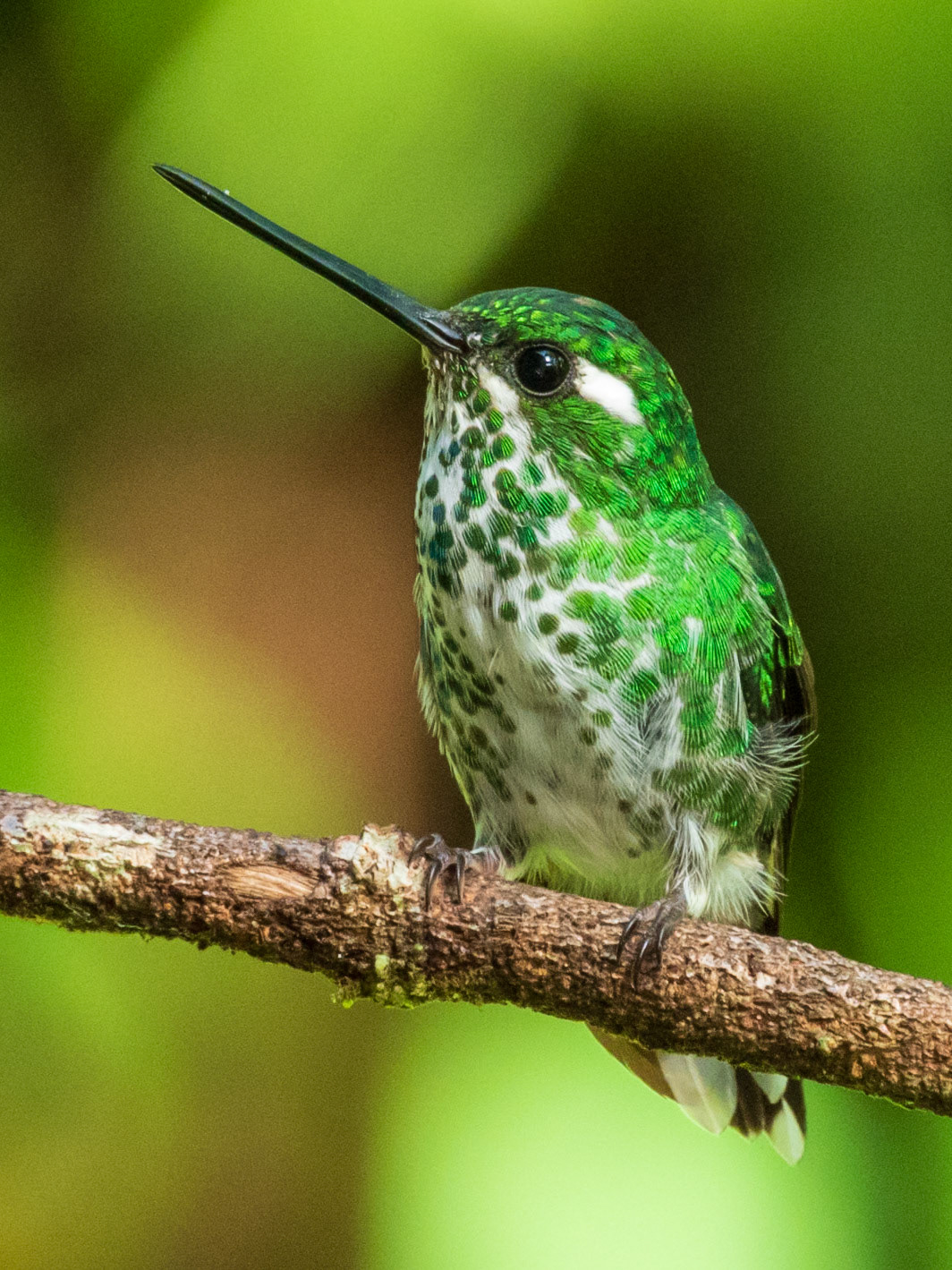 Purple-bibbed Whitetip, Montezuma Rainforest Ecolodge