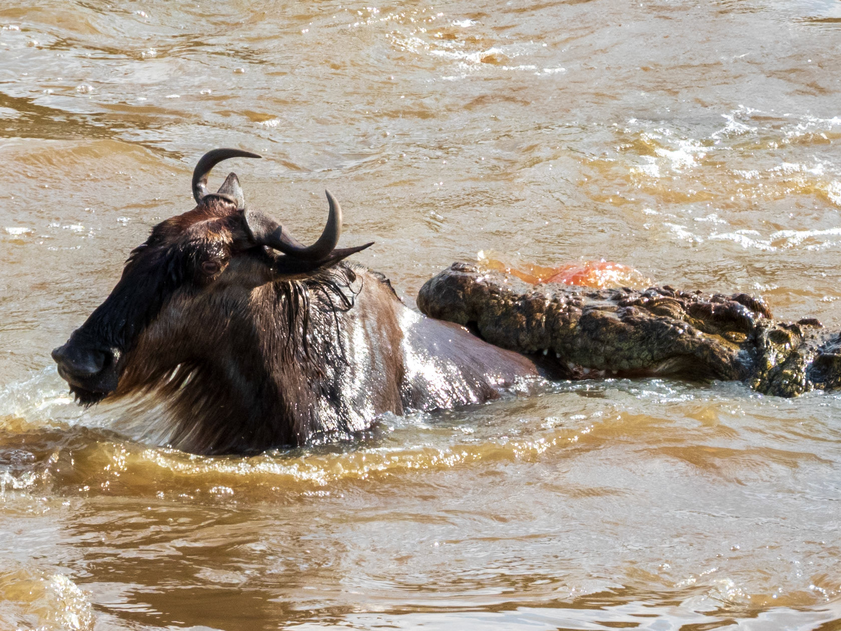 Common Wildebeest and Nile Crocodile, Melting Bush Camp