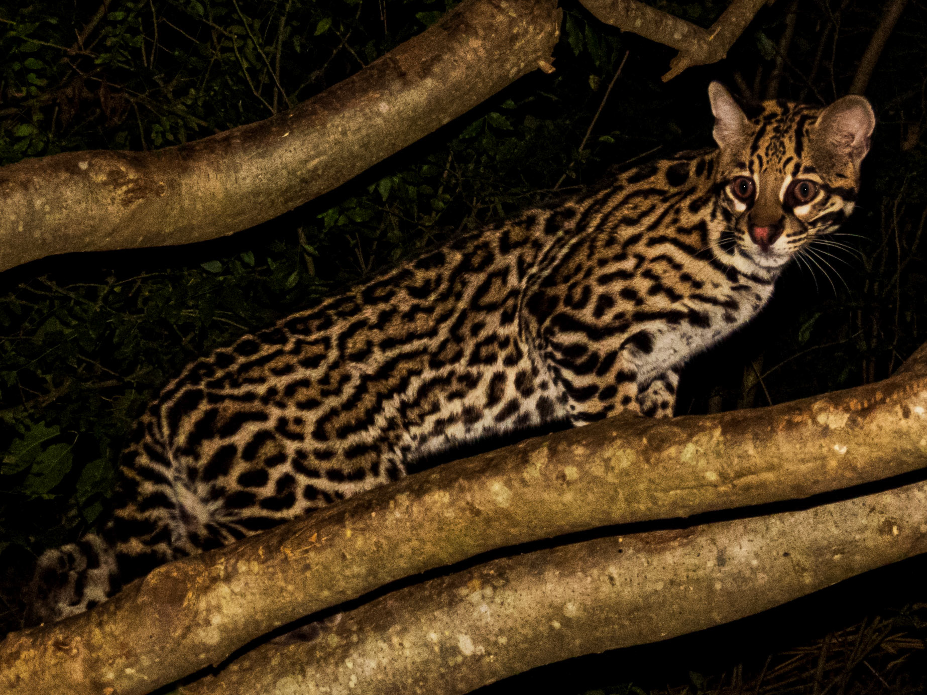 Ocelot, Pousada Aguape