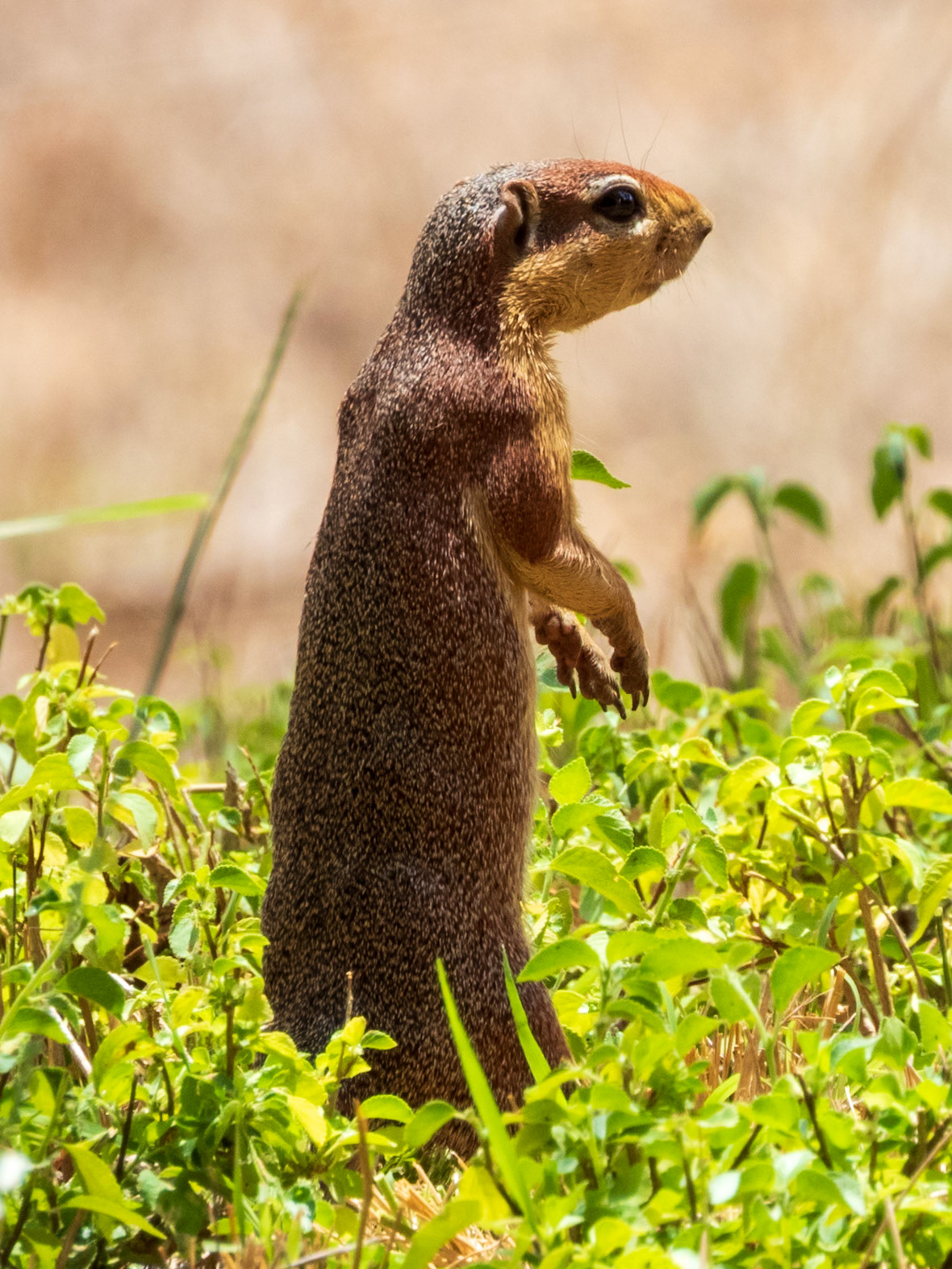 Unstriped Ground Squirrel, Samburu Simba Lodge