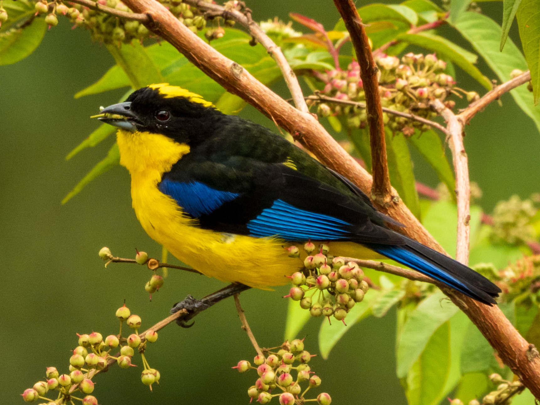 Blue-winged Mountain Tanager, Reserva La Rivera