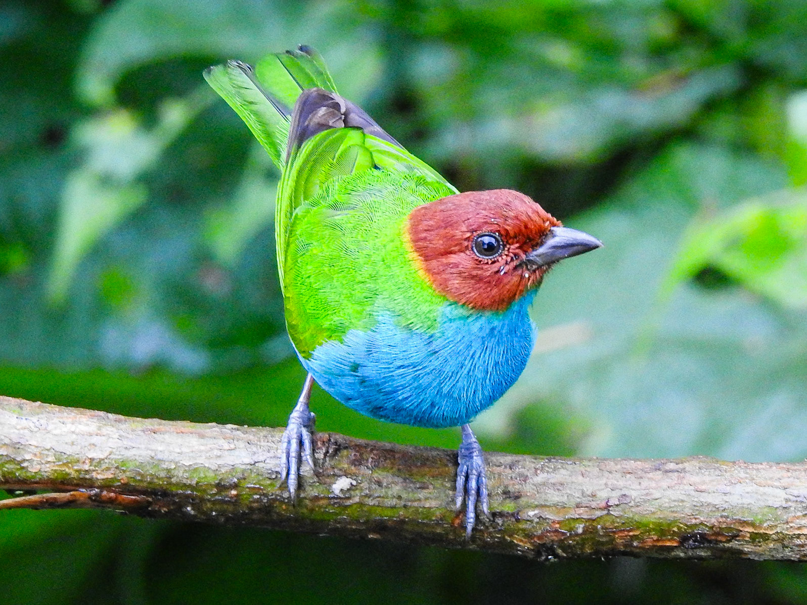 Bay-headed Tanager, El Encanto Nature Reserve