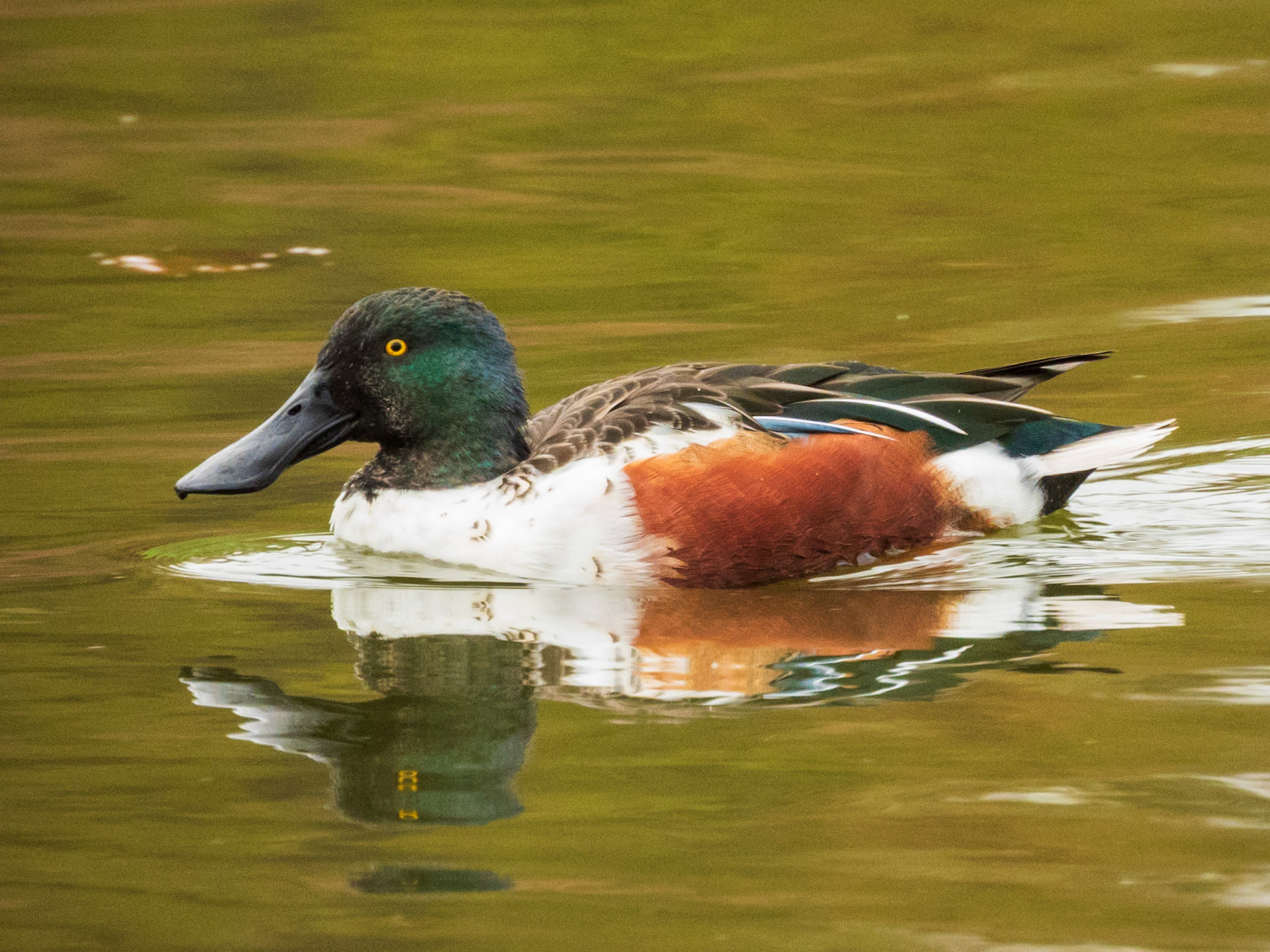 Northern Shoveler, Parc départemental du Sausset