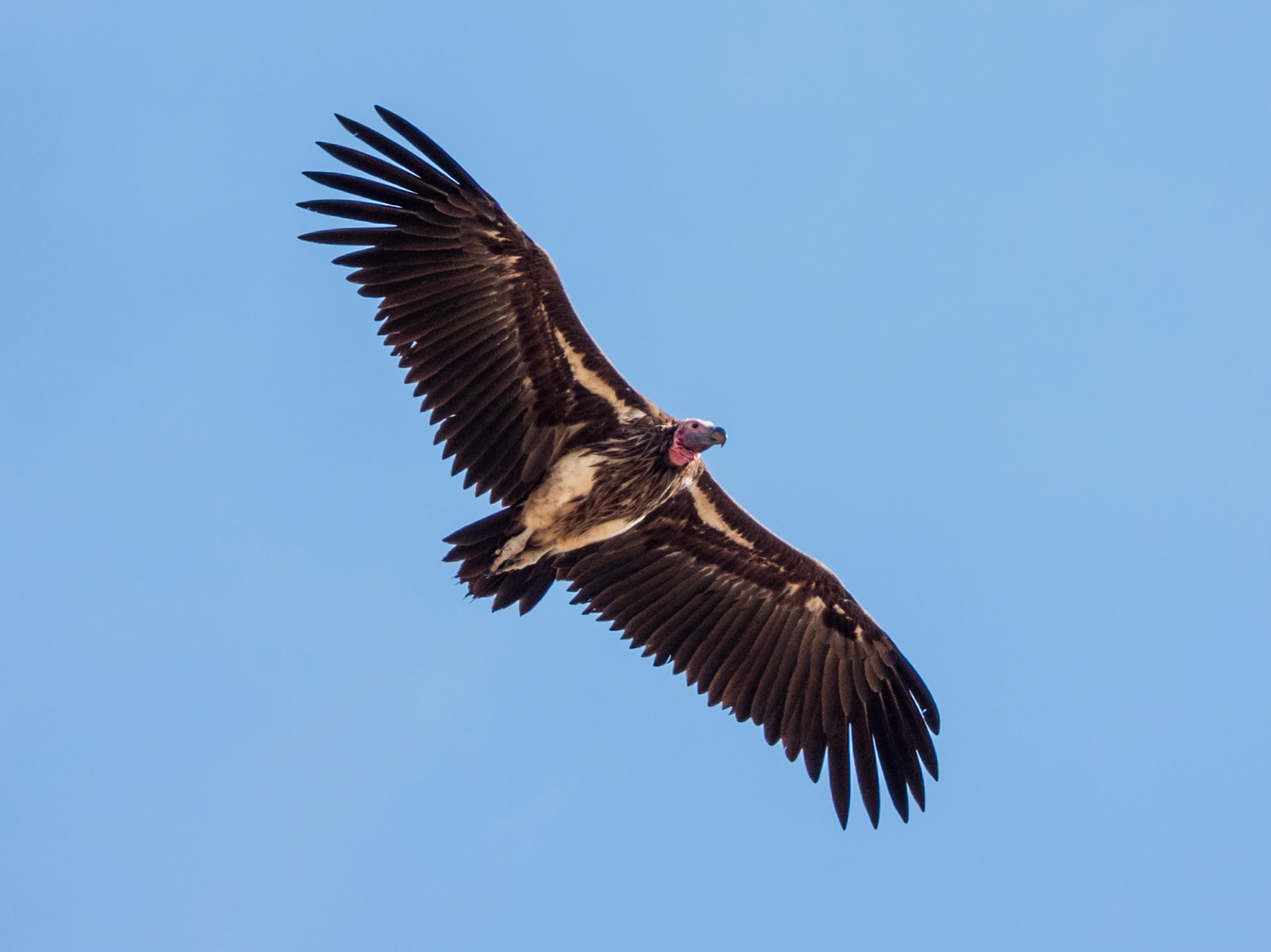 Lappet-faced Vulture, Melting Bush Camp