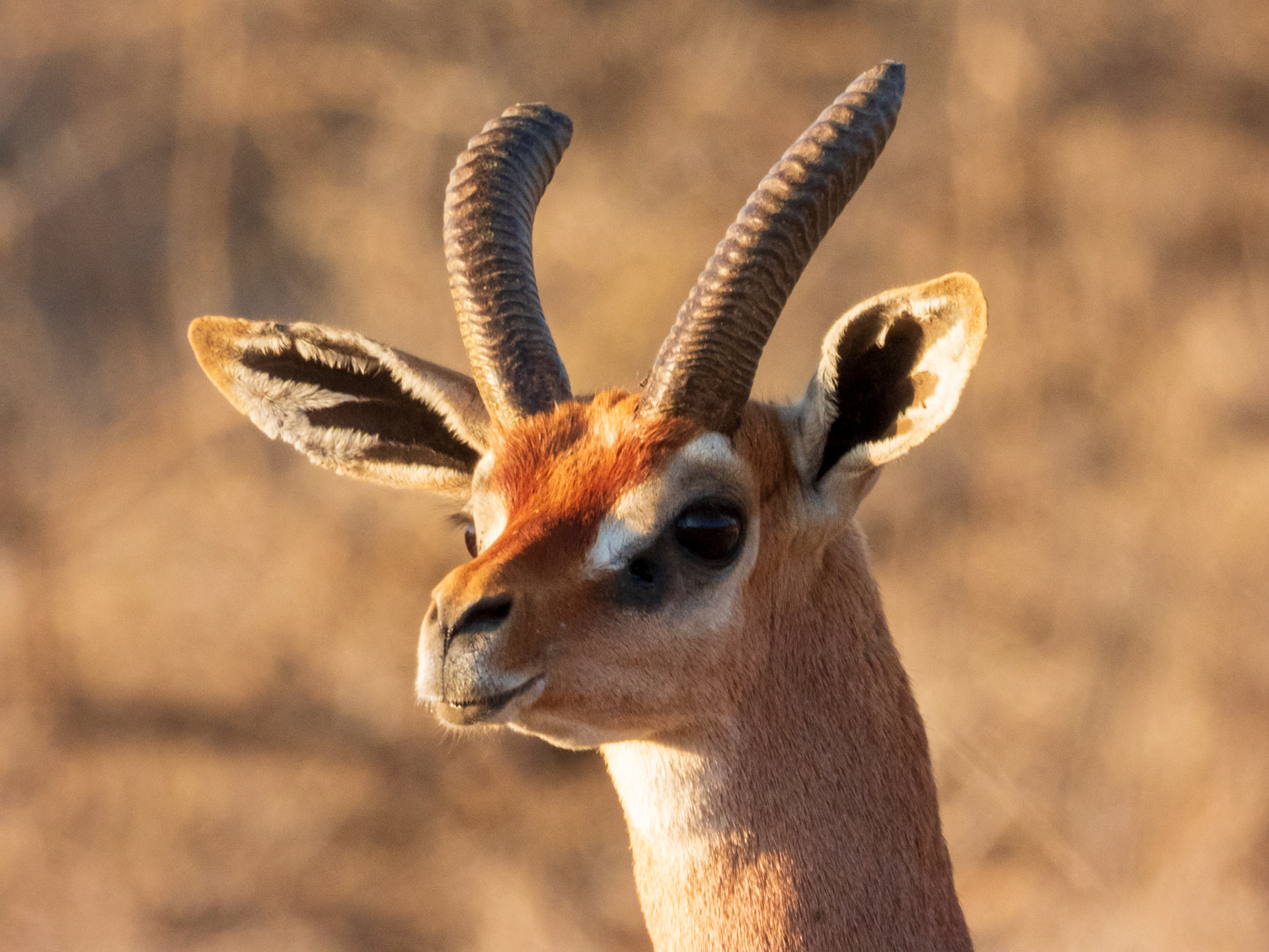Gerenuk, Samburu Simba Lodge