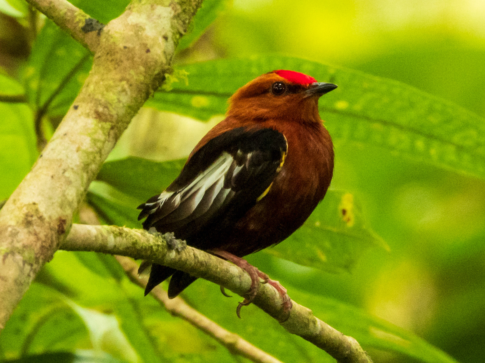 Club-winged Manakin, Bird's Home Mistrató
