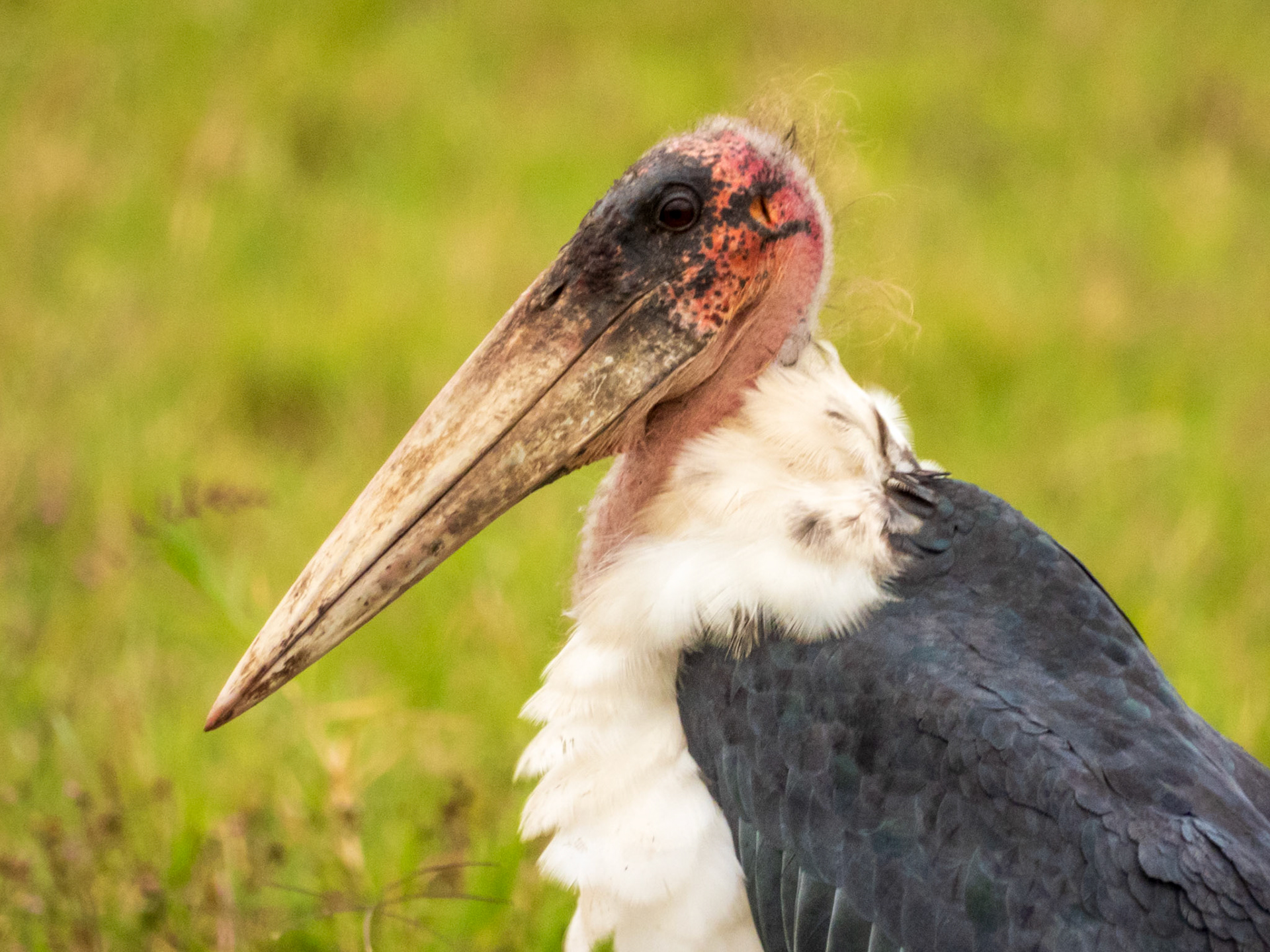 Marabou Stork, Melting Bush Camp