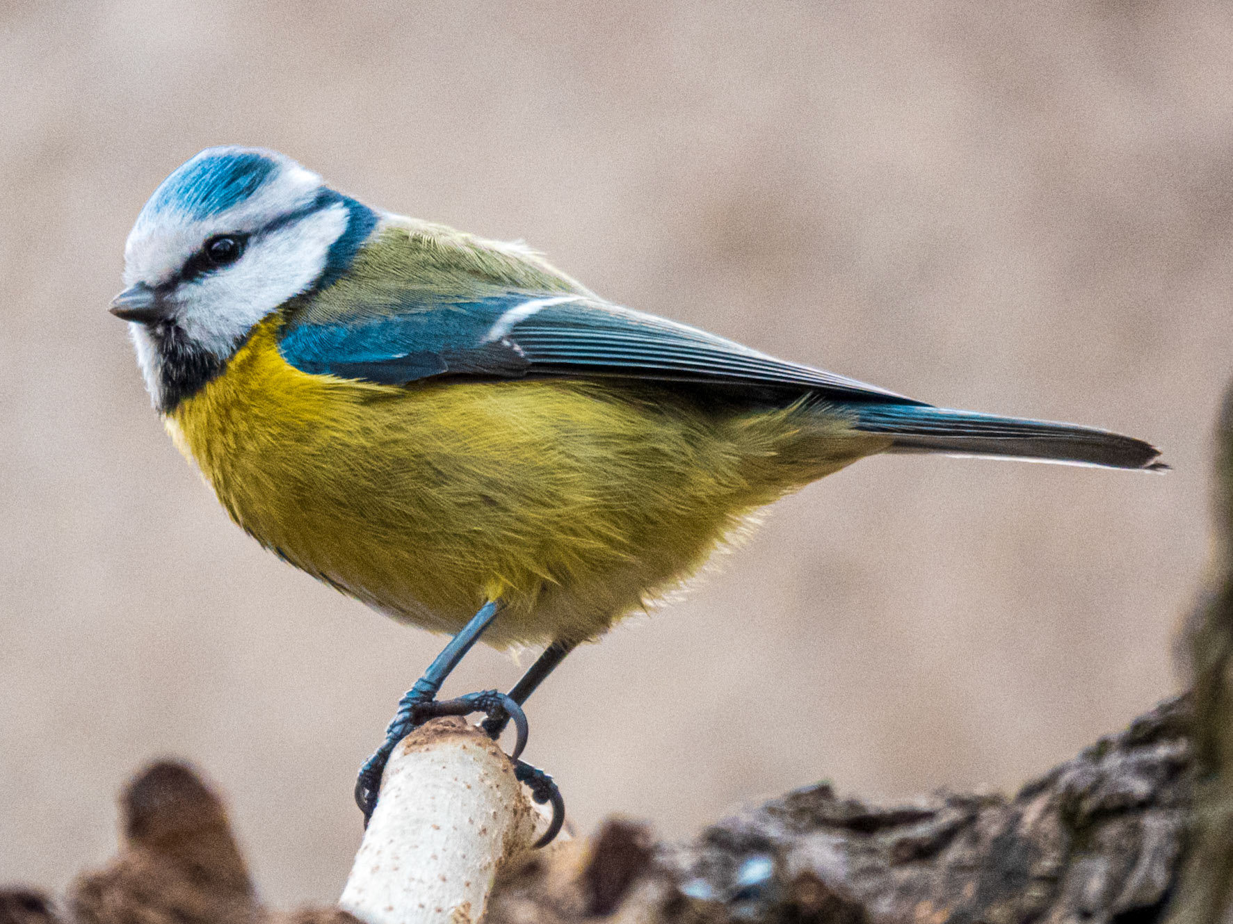 Eurasian Blue Tit, Paris