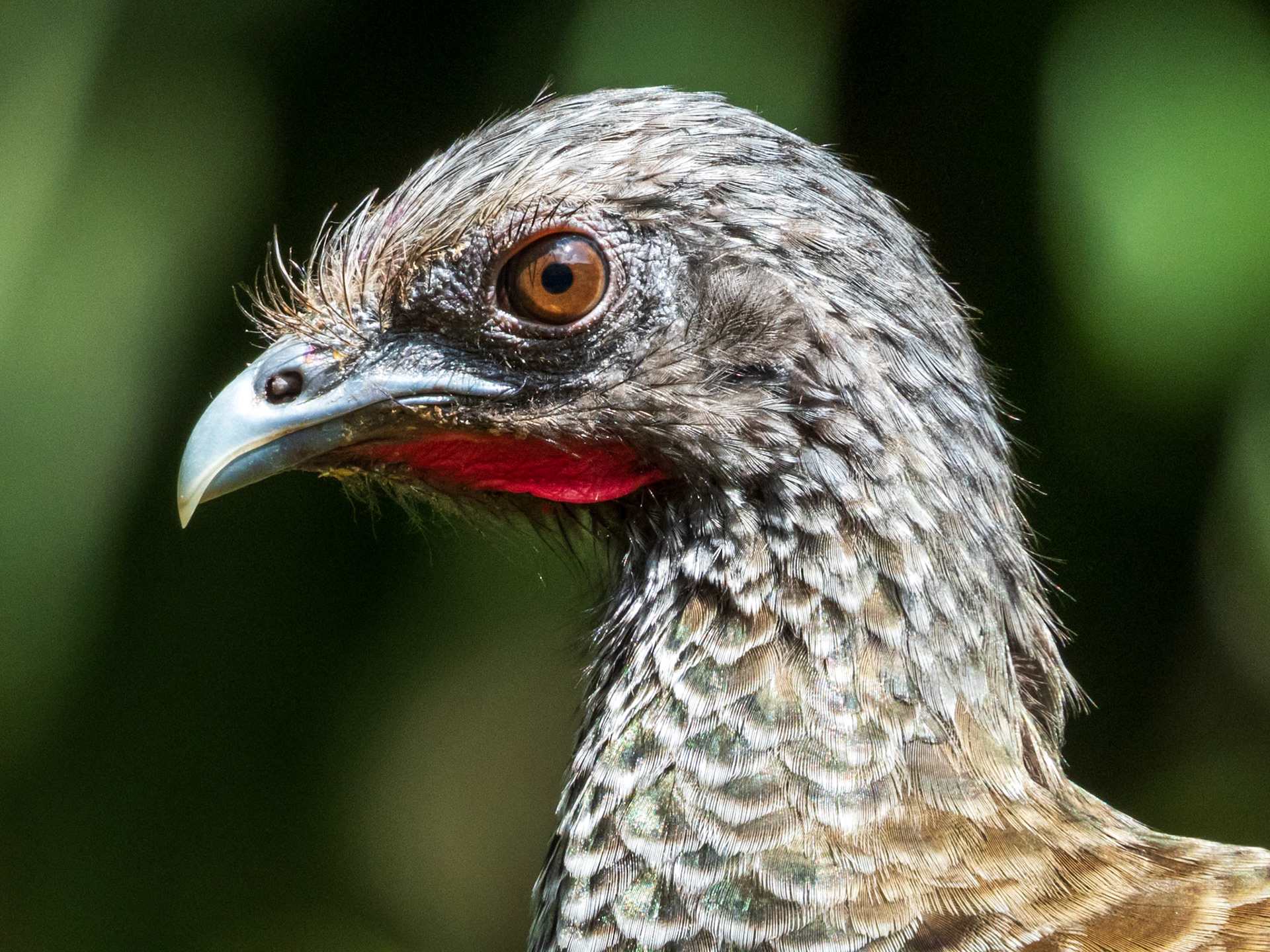 Colombian Chachalaca, San Felipe