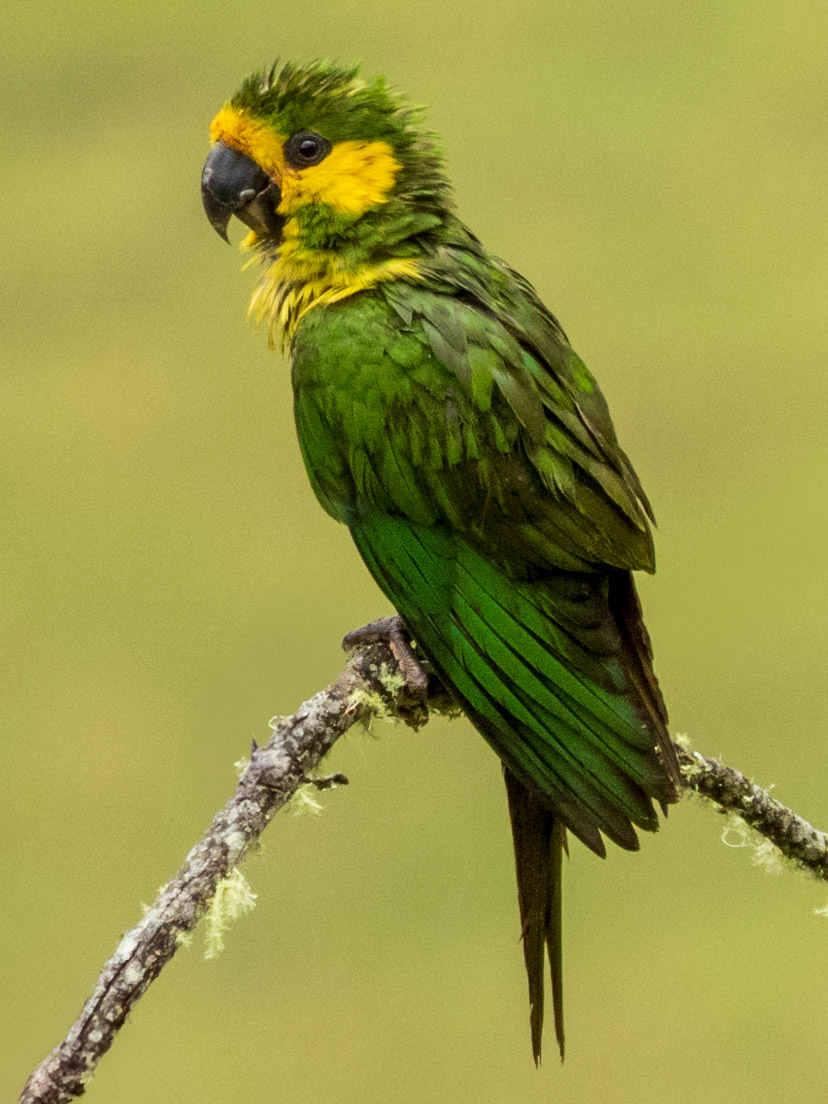 Yellow-eared Parrot, Finca la Florida