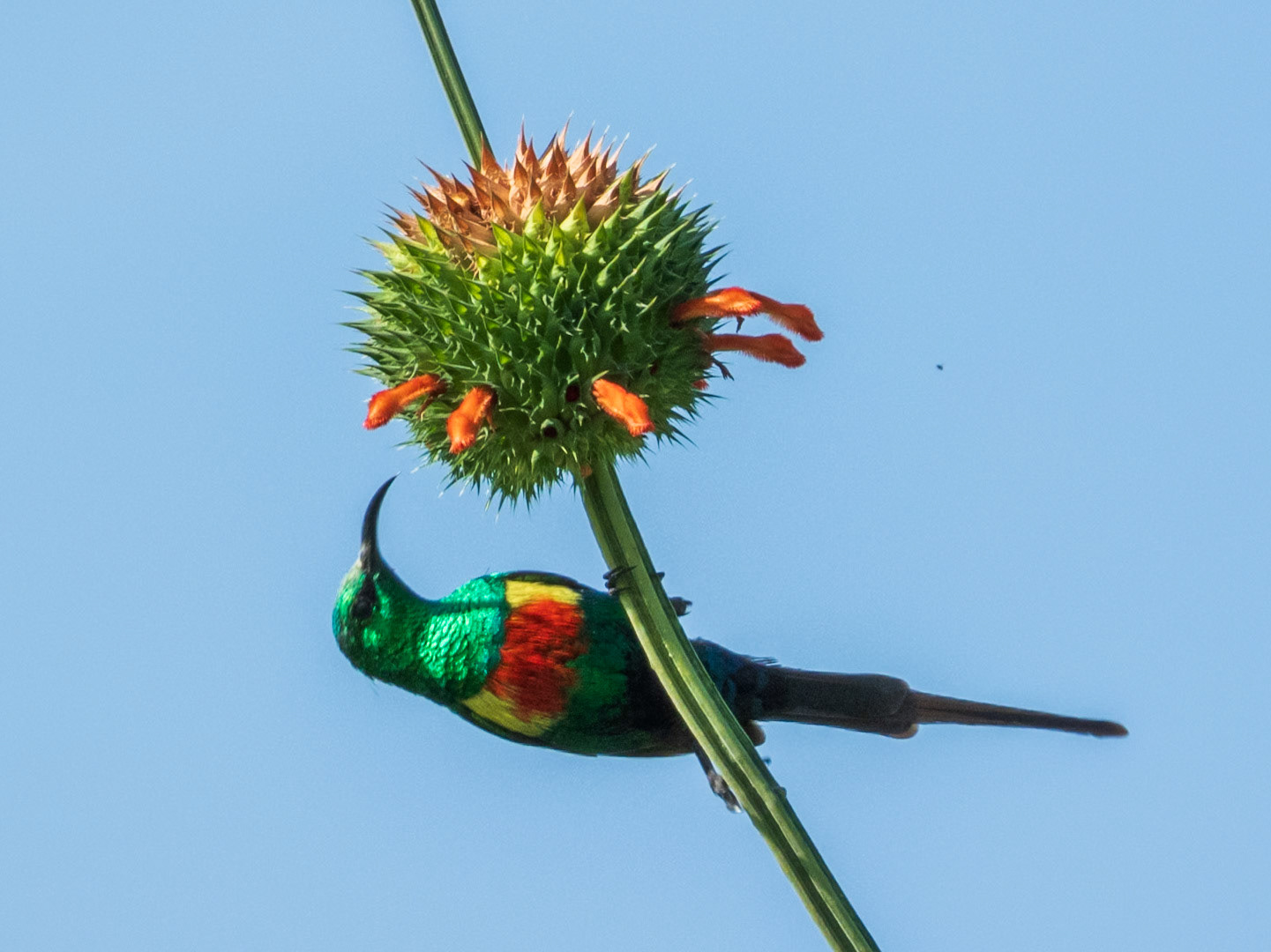 Beautiful Sunbird, Tumbili Cliff Lodge