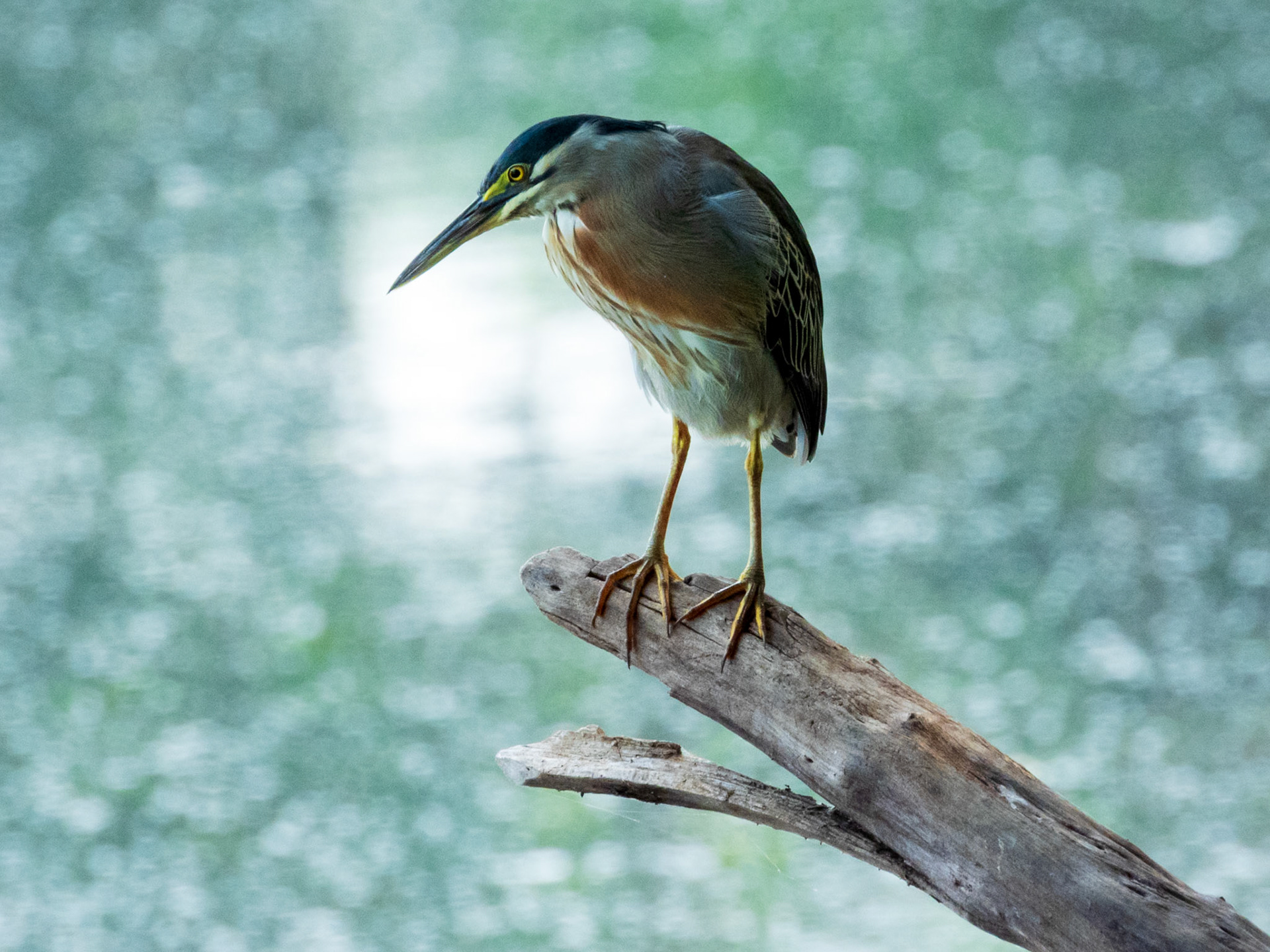 Striated Heron, Laguna de Sonso