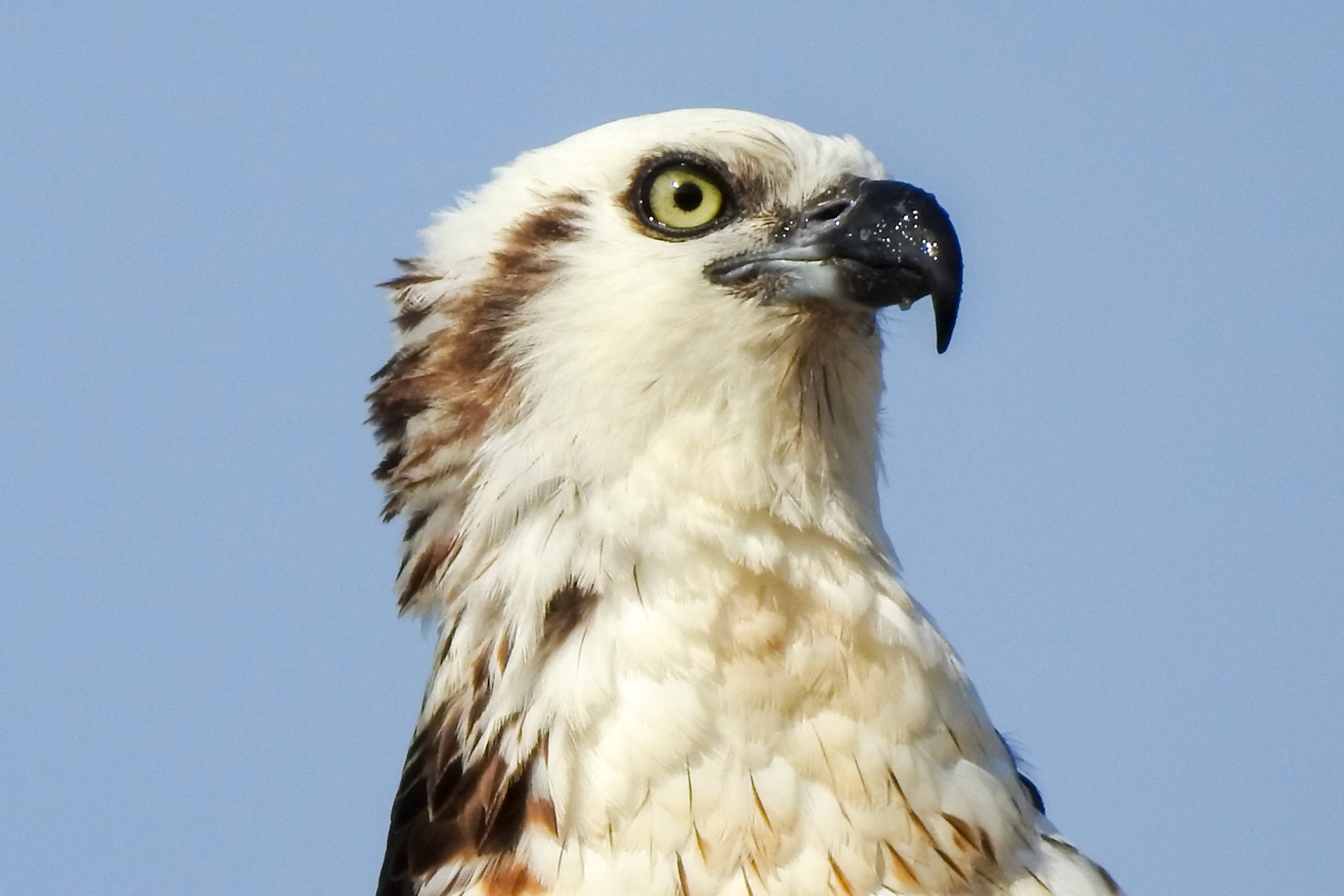 Osprey, South Water Caye
