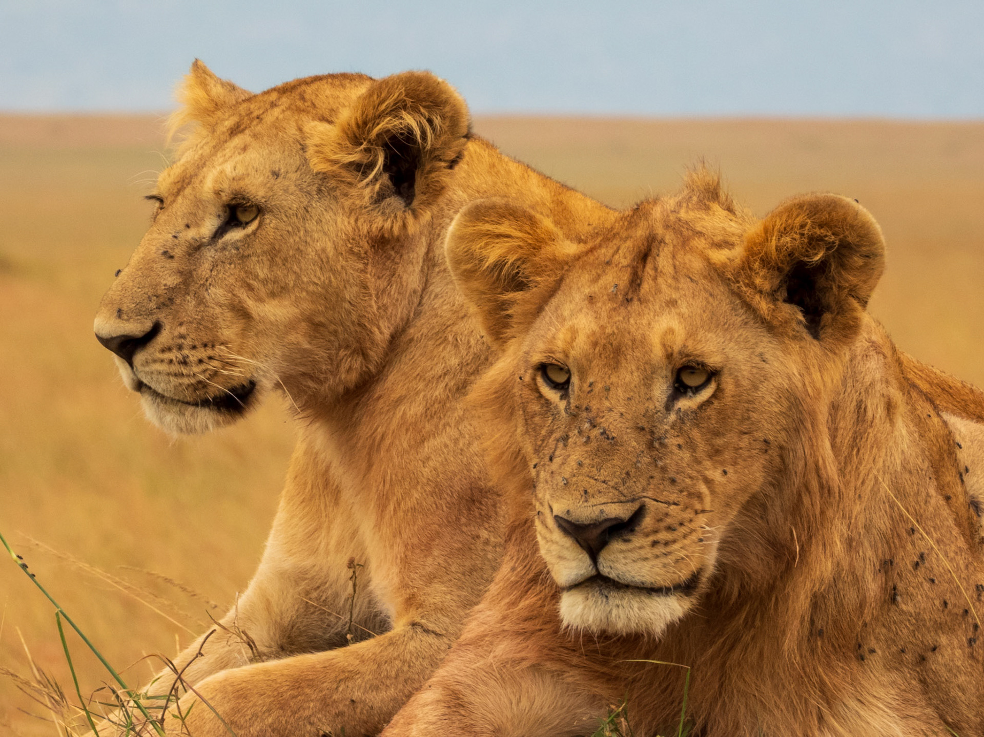 Lion, Melting Bush Camp