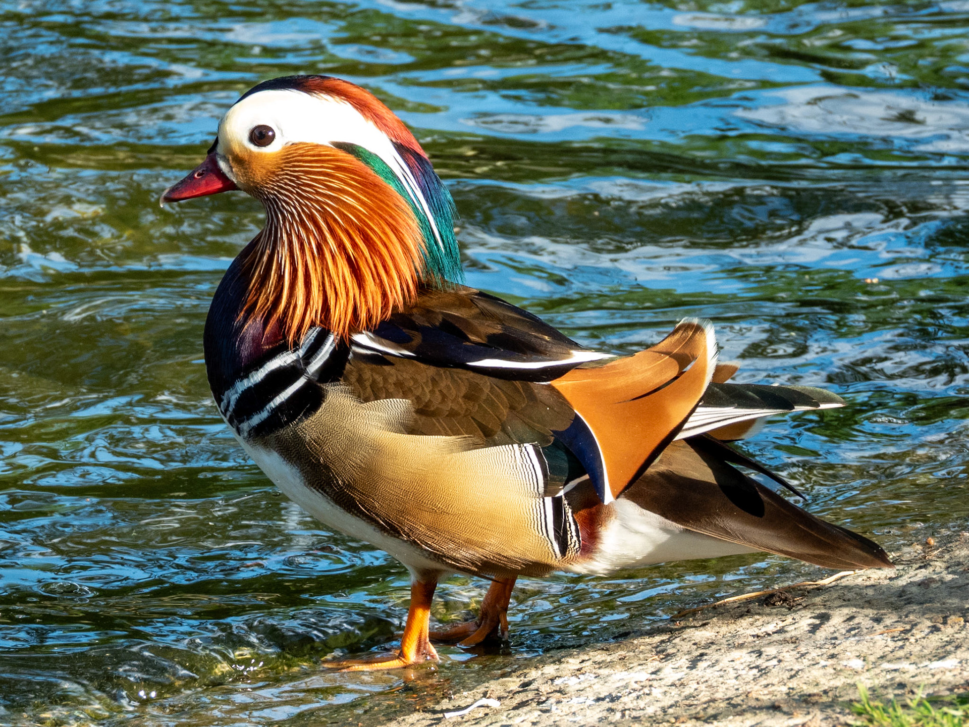 Mandarin Duck, Bois de Boulogne
