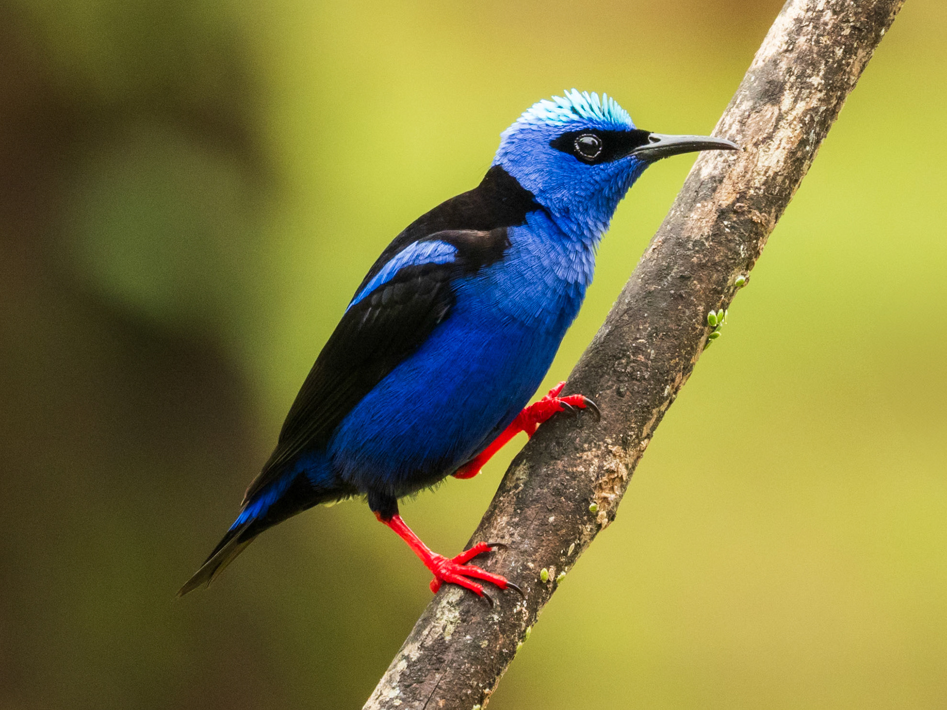 Red-legged Honeycreeper, El Almejal Ecolodge