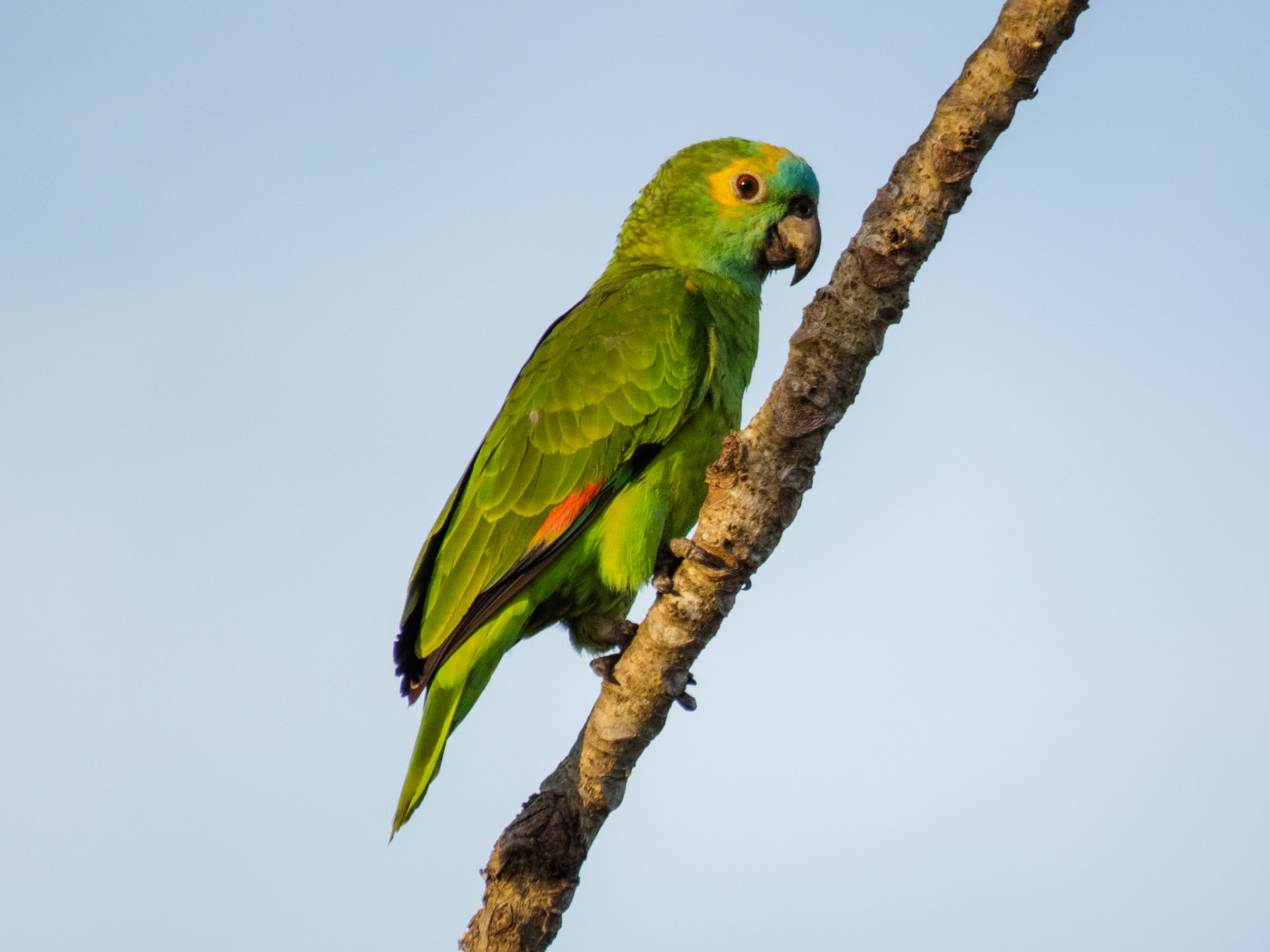 Turquoise-fronted Amazon, Cáceres