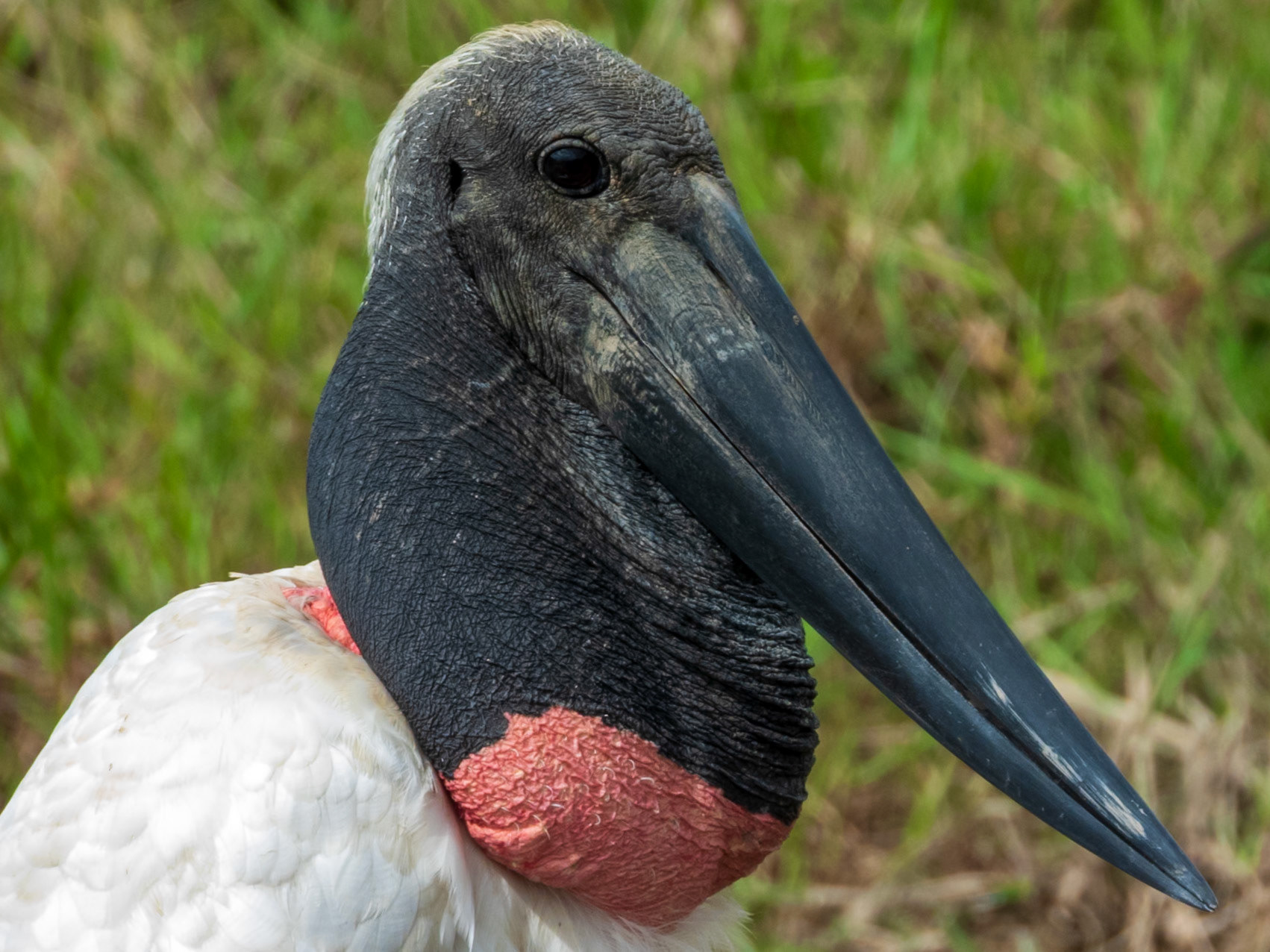 Jabiru, Hato Mata de Palma