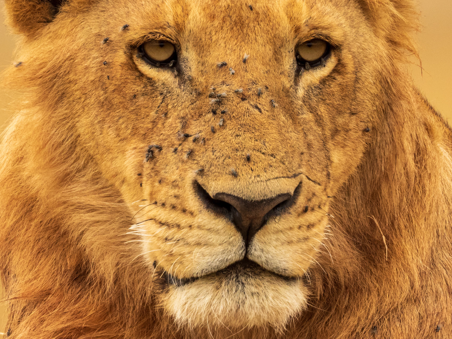 Lion, Melting Bush Camp