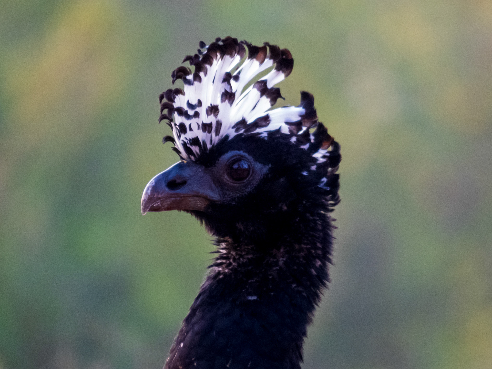 Bare-faced Curassow, Pousada Aguape
