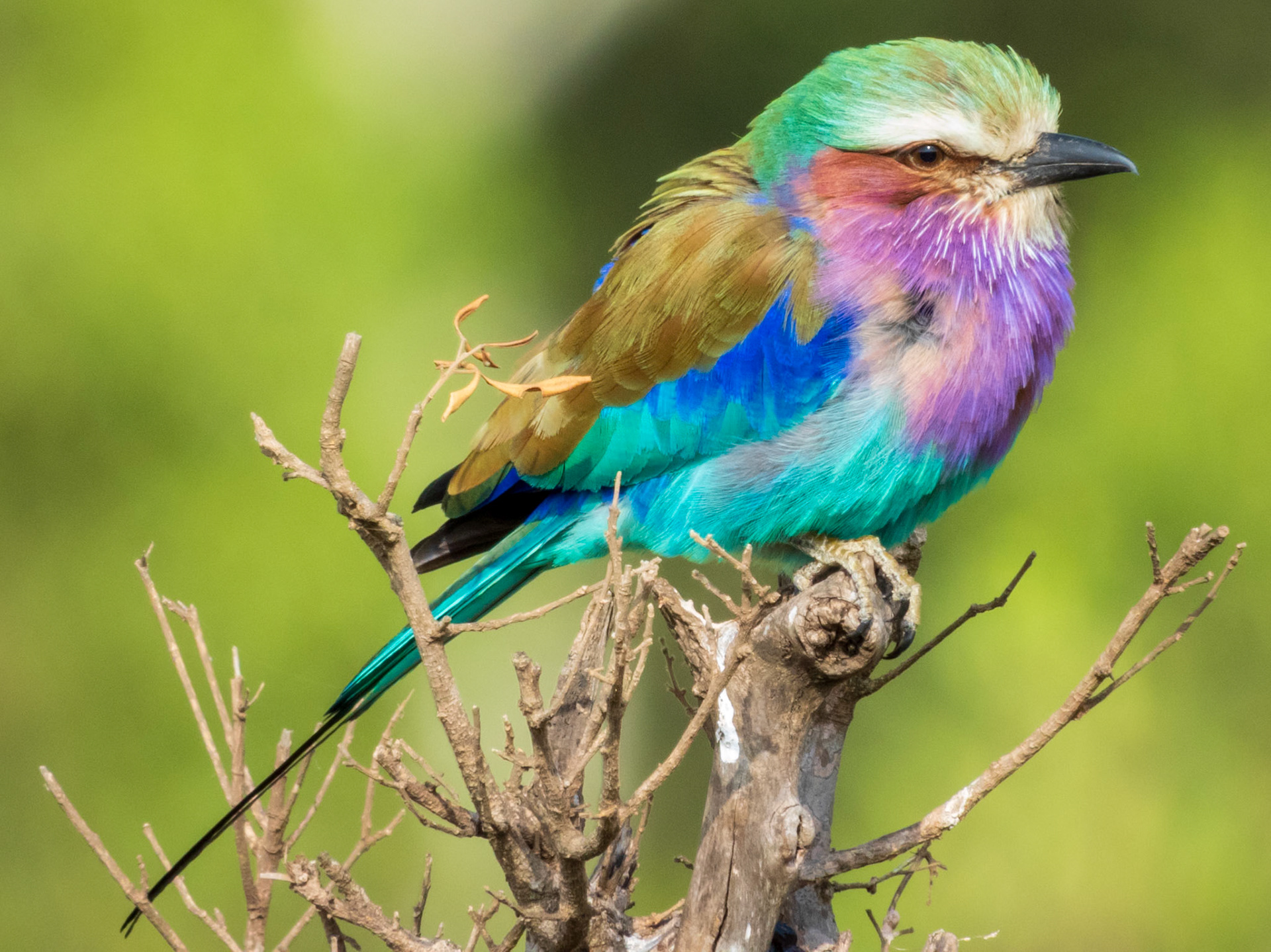 Lilac-breasted Roller, Melting Bush Camp