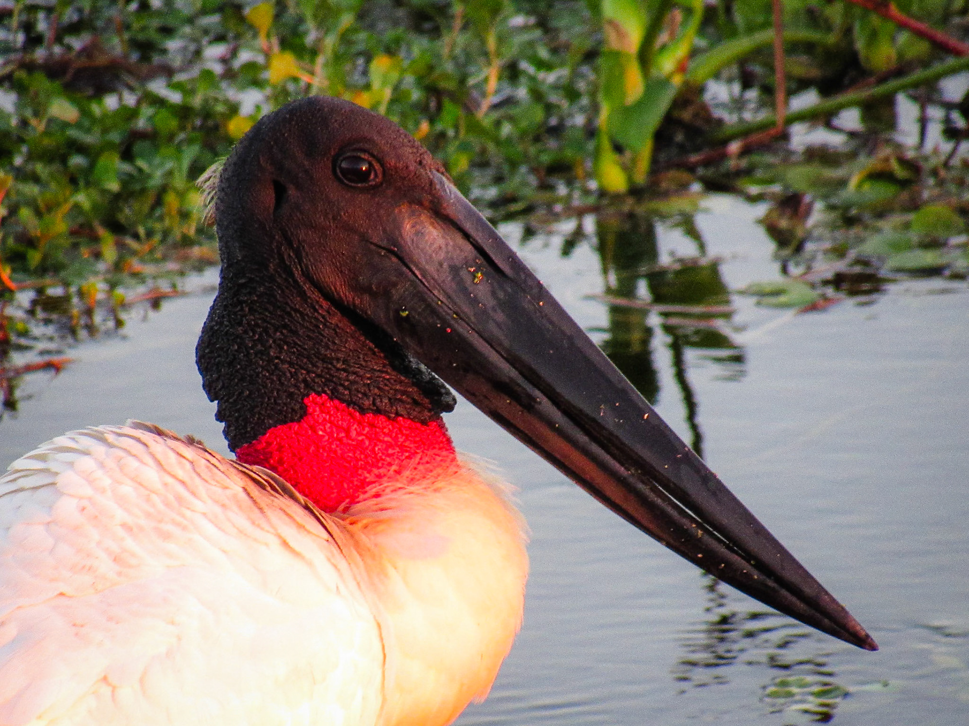 Jabiru, Bañado de la Estrella
