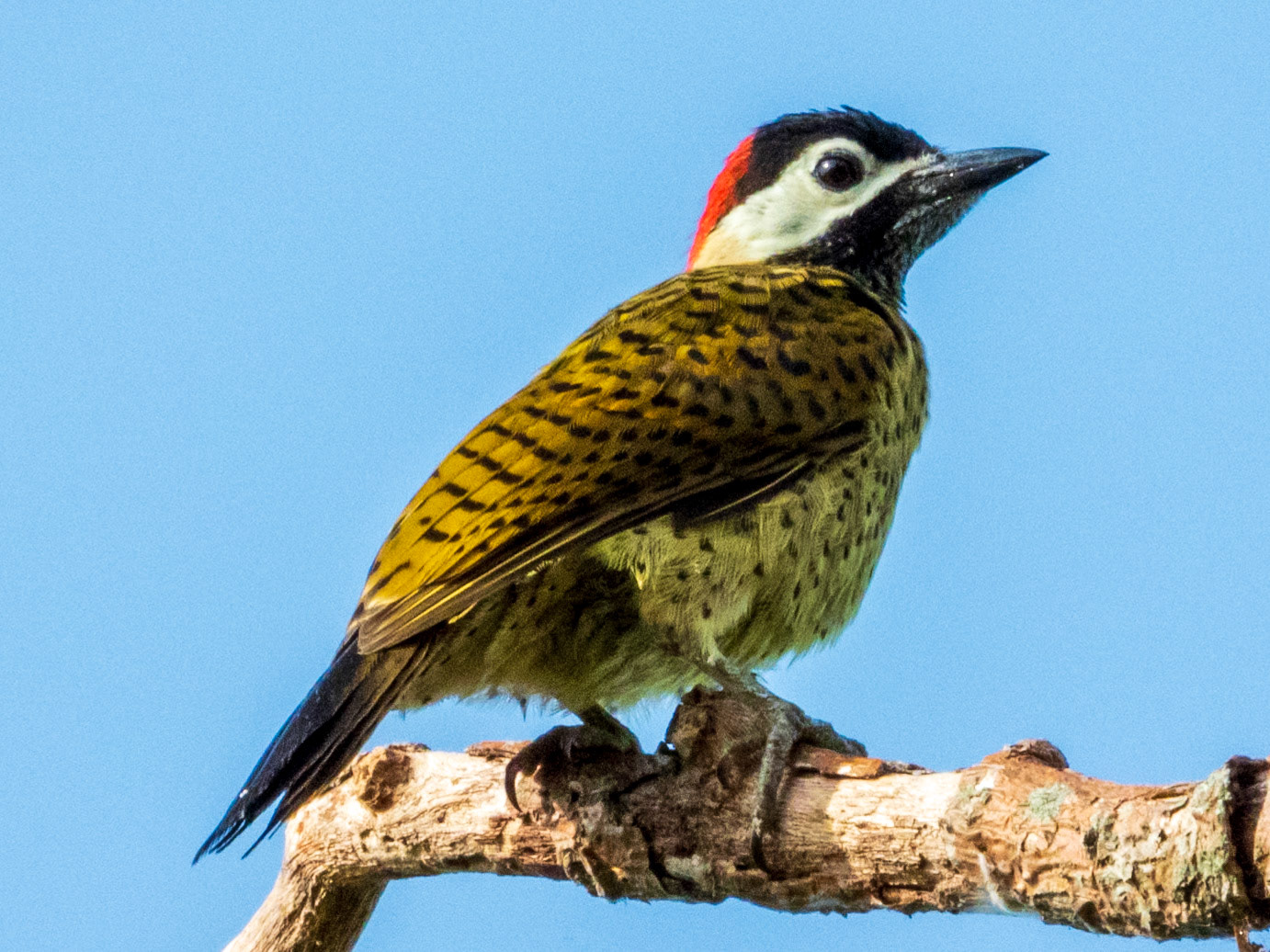 Spot-breasted Woodpecker, Laguna de Sonso