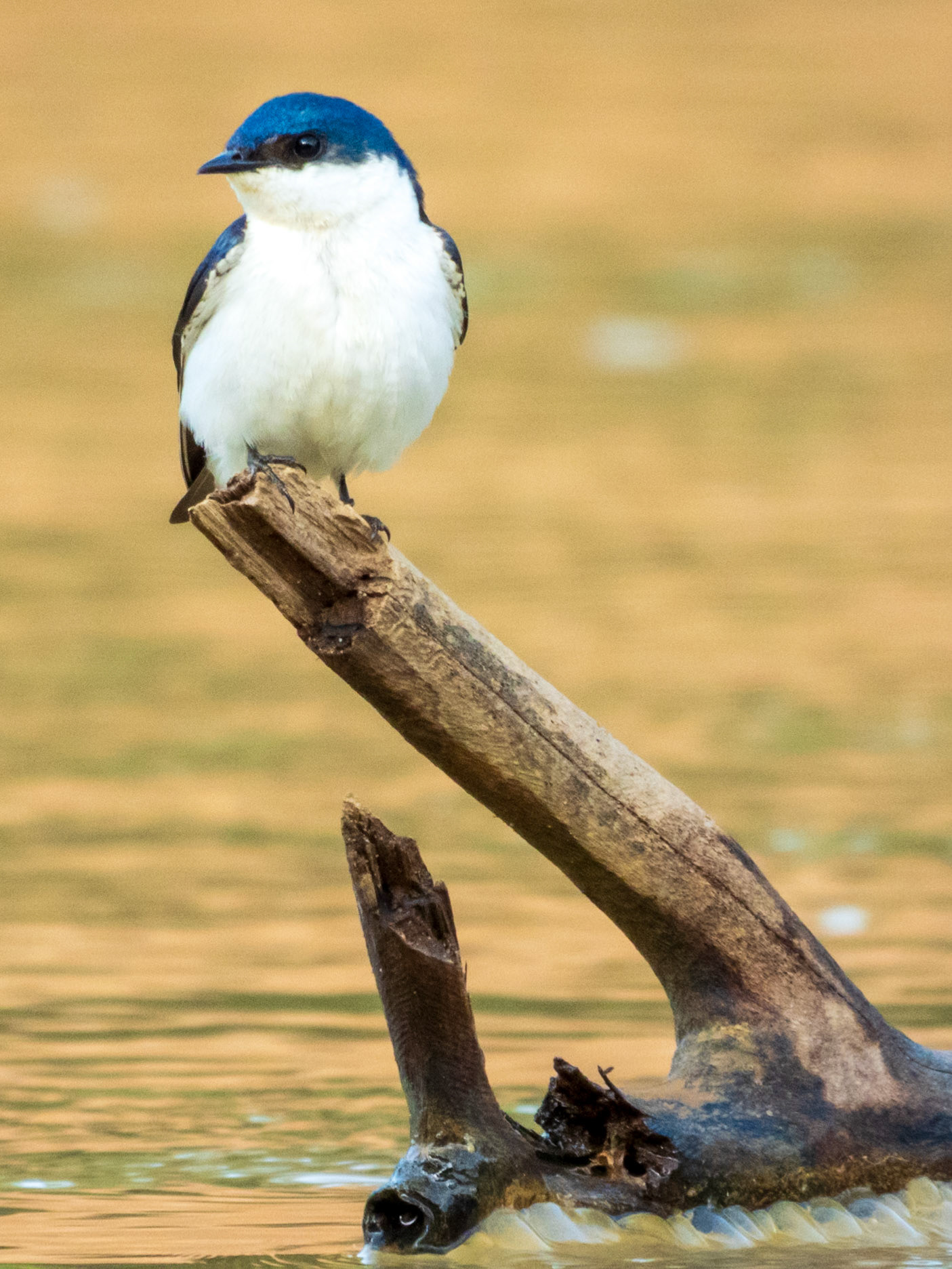 White-winged Swallow, Hato la Aurora