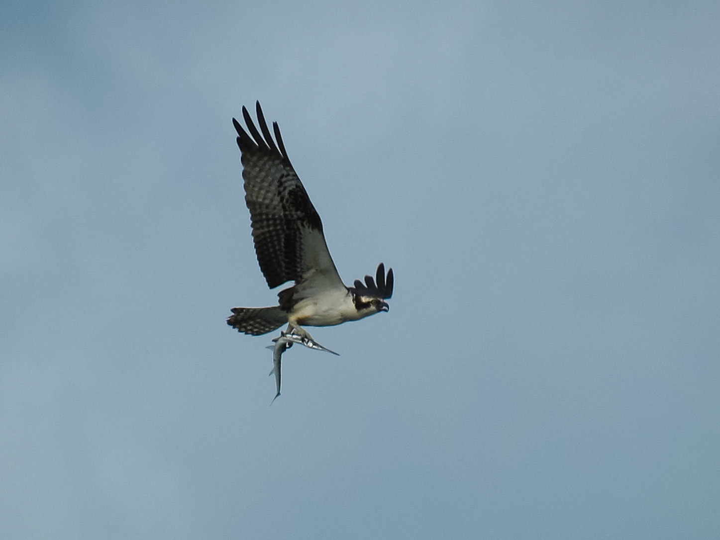 Osprey, Isla Providencia