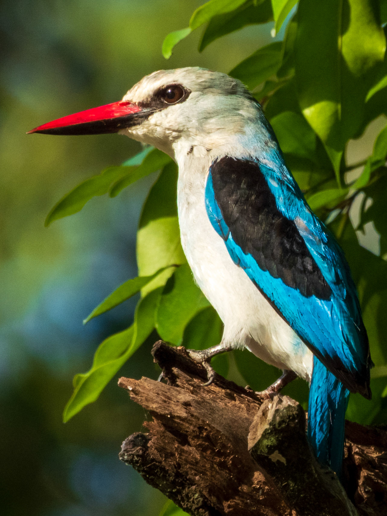 Woodland Kingfisher, Melting Bush Camp