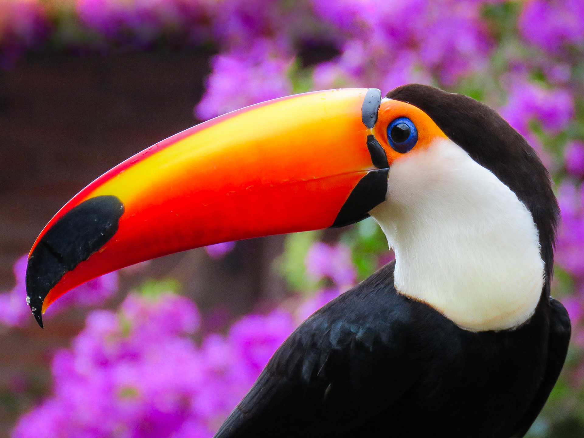 Toco Toucan, Pousada Aguape