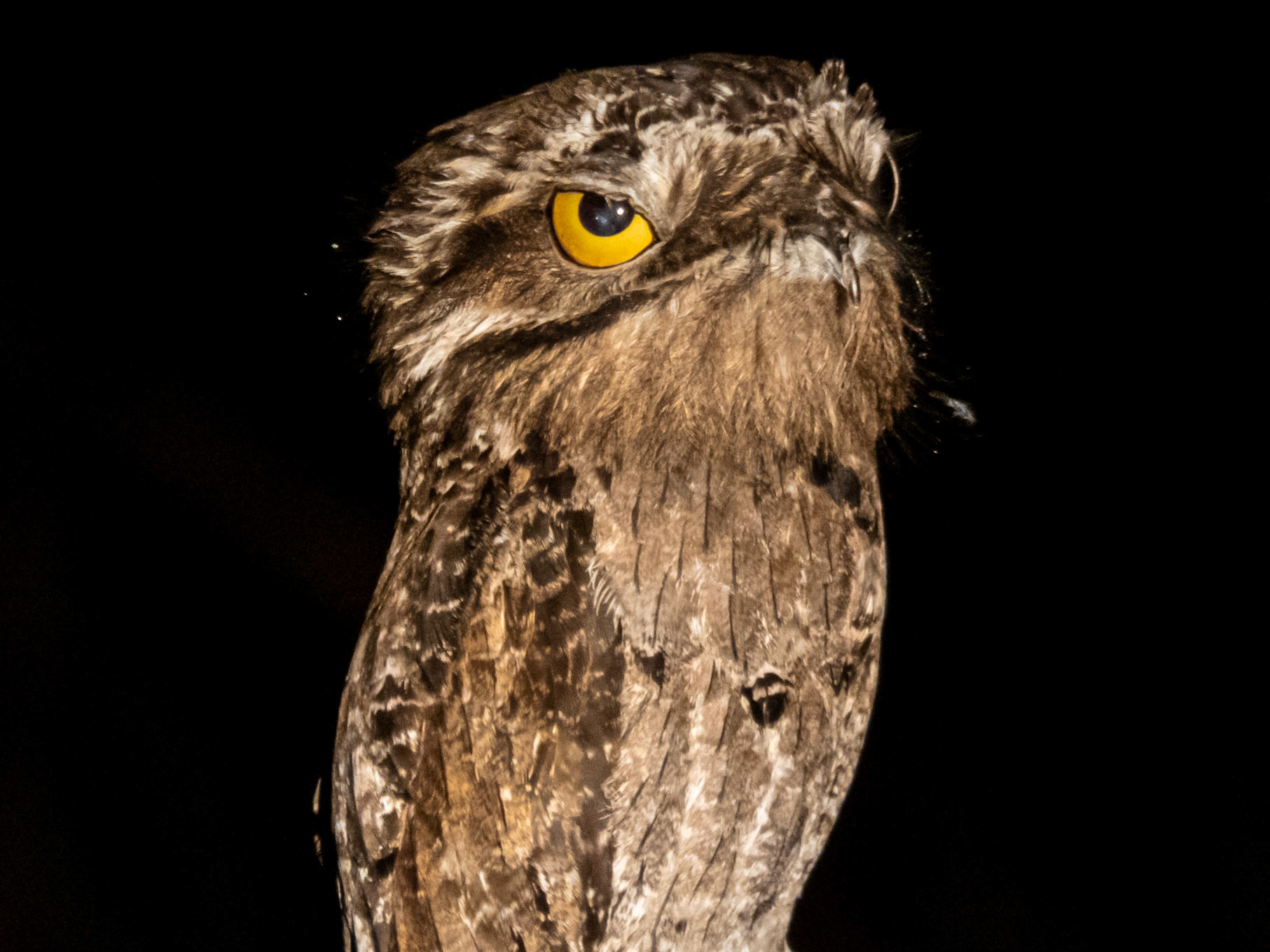 Common Potoo, Baía das Pedras