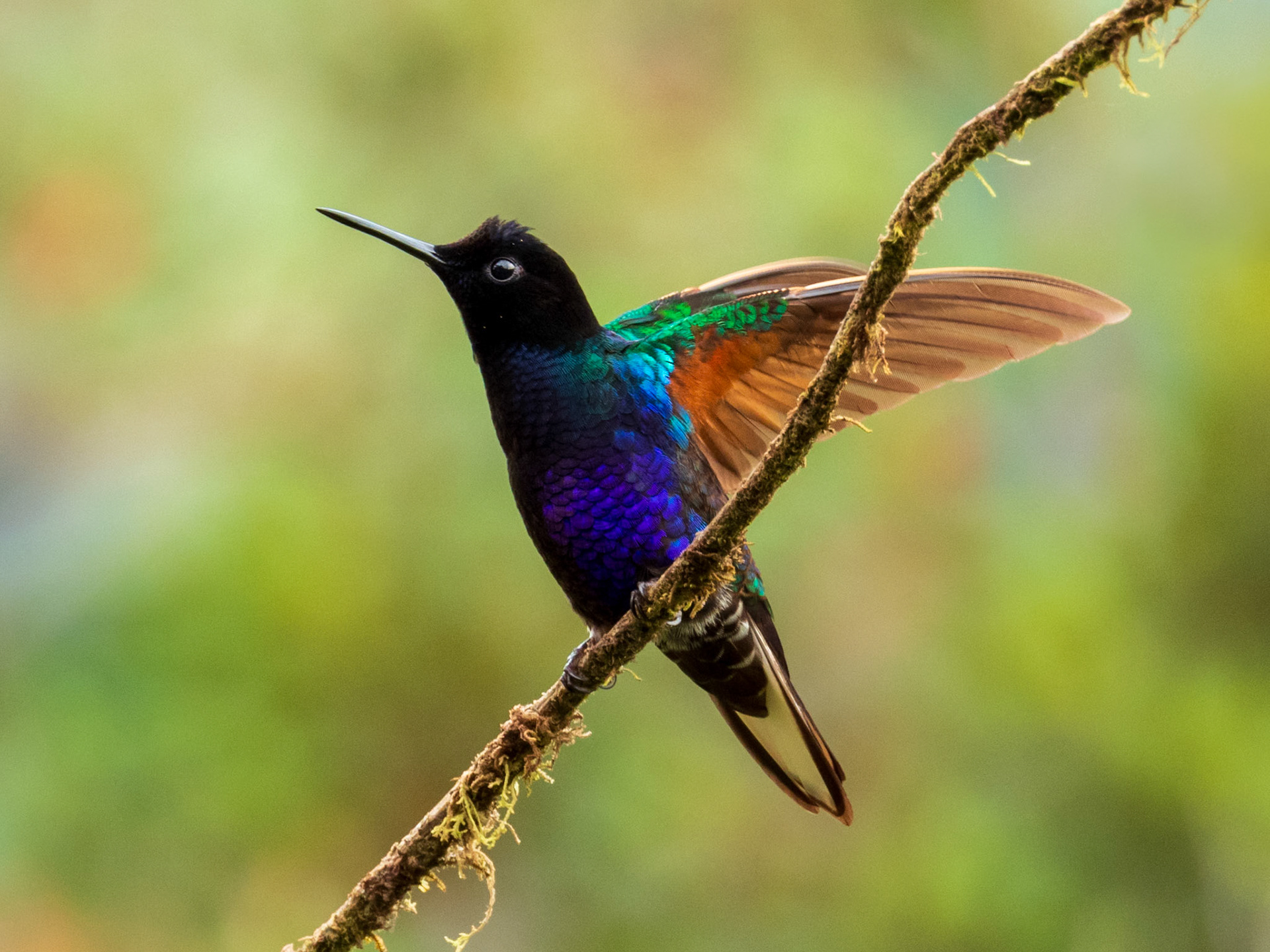 Velvet-purple Coronet, Bird's Home Mistrató