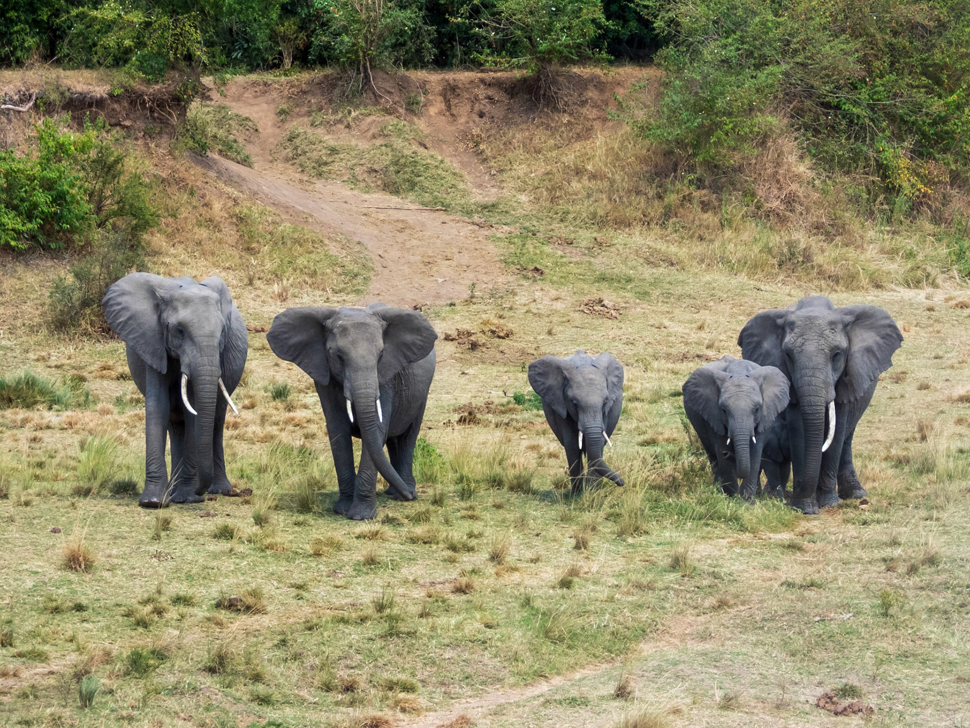 Savanna Elephant, Melting Bush Camp