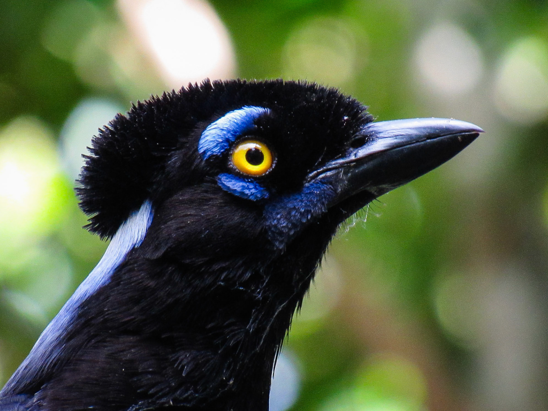 Plush-crested Jay, Las Cataratas del Iguazú