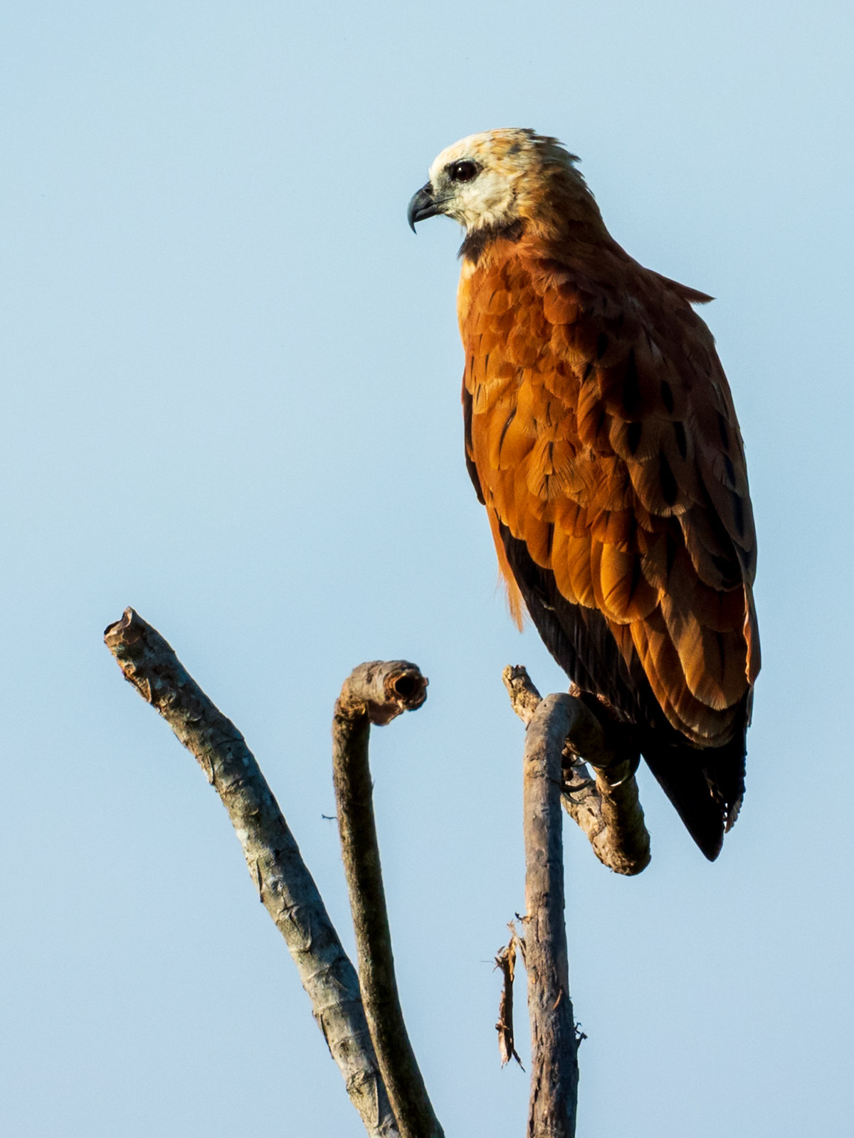 Black-collared Hawk, Hato la Aurora