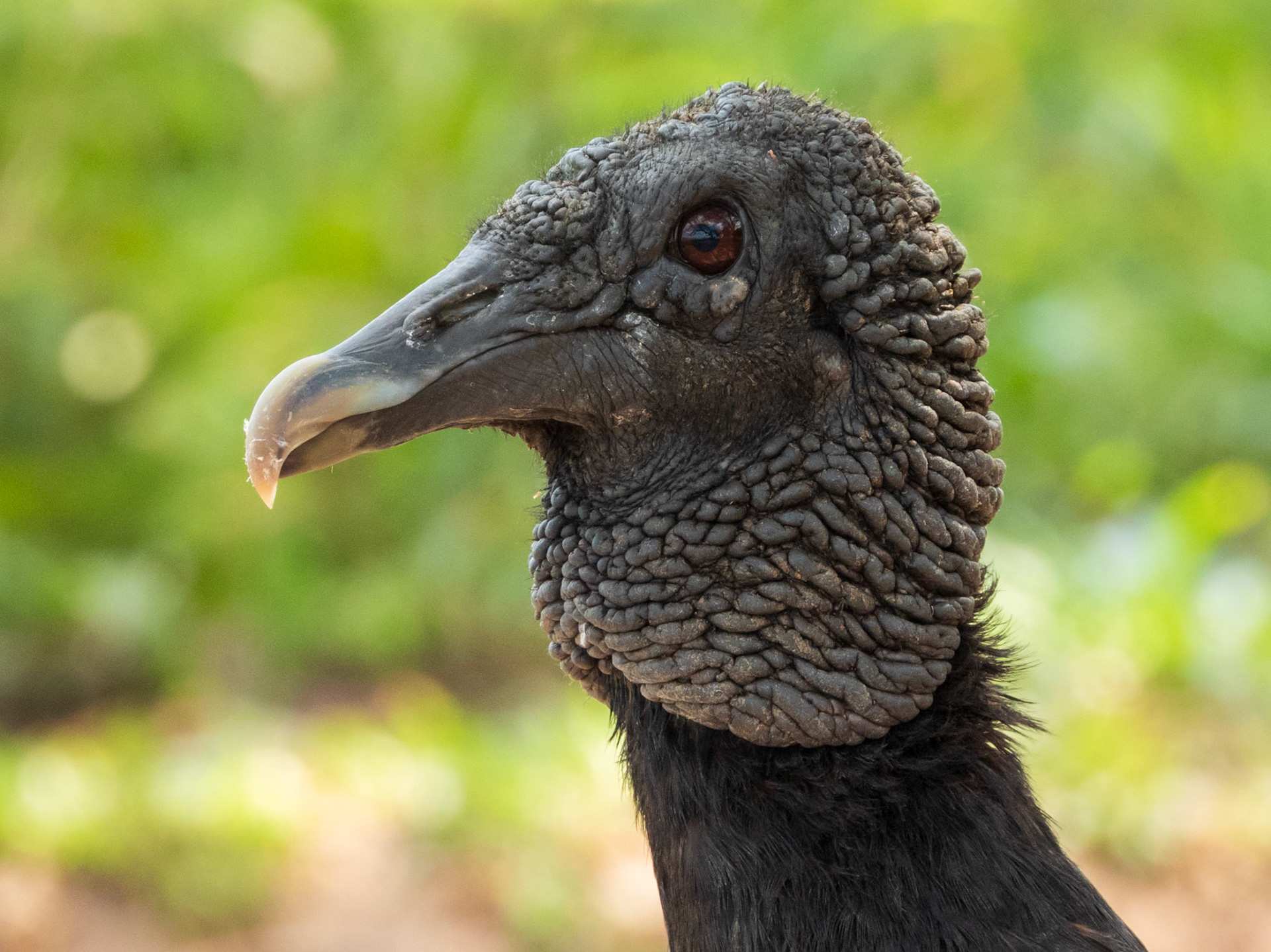 Black Vulture, Hato la Aurora
