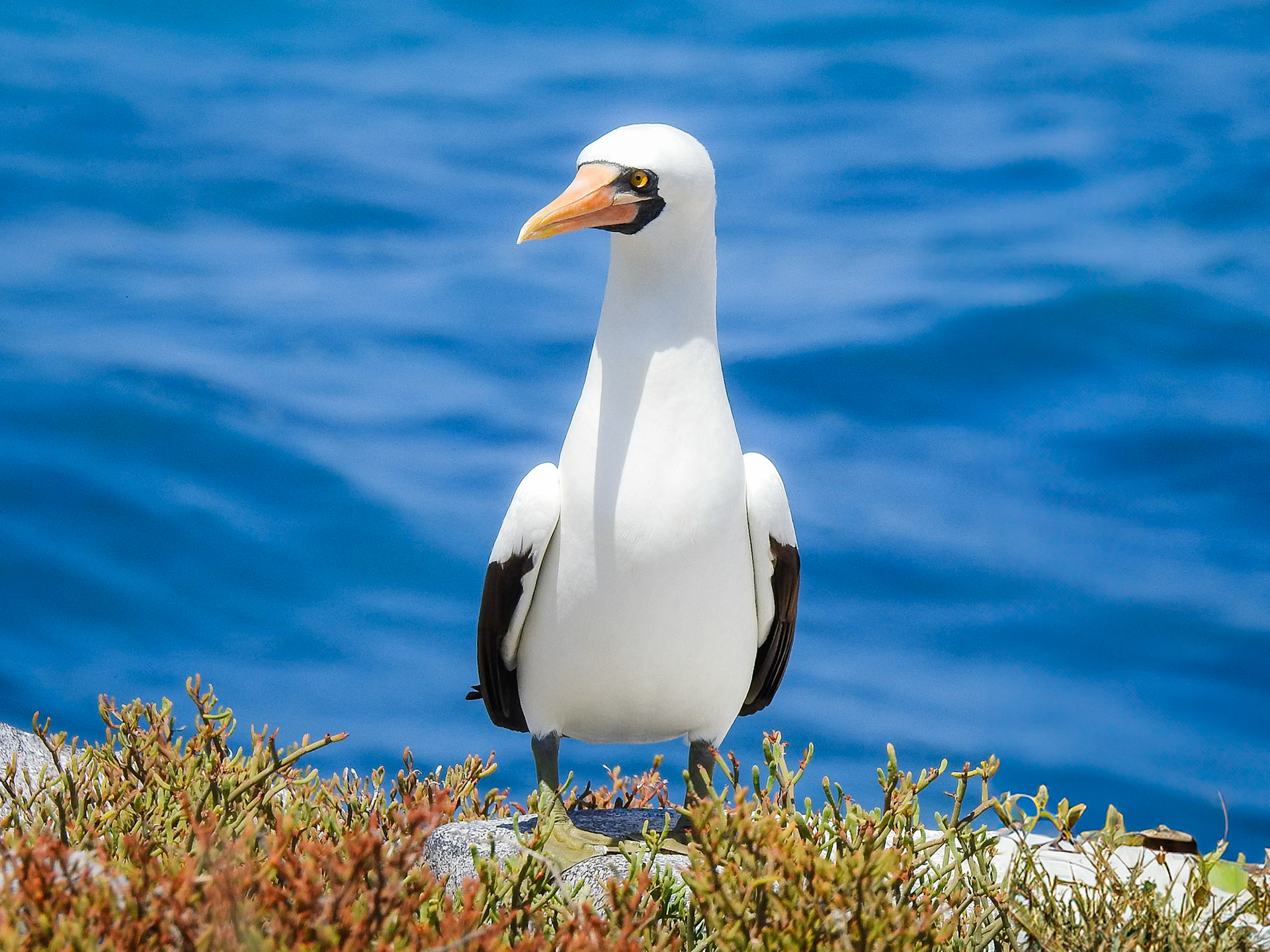Nazca Booby, Isla Española