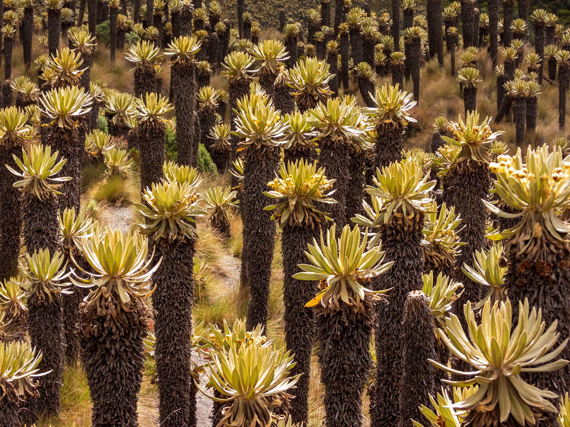 Frailejones, Parque Nacional Natural Los Nevados
