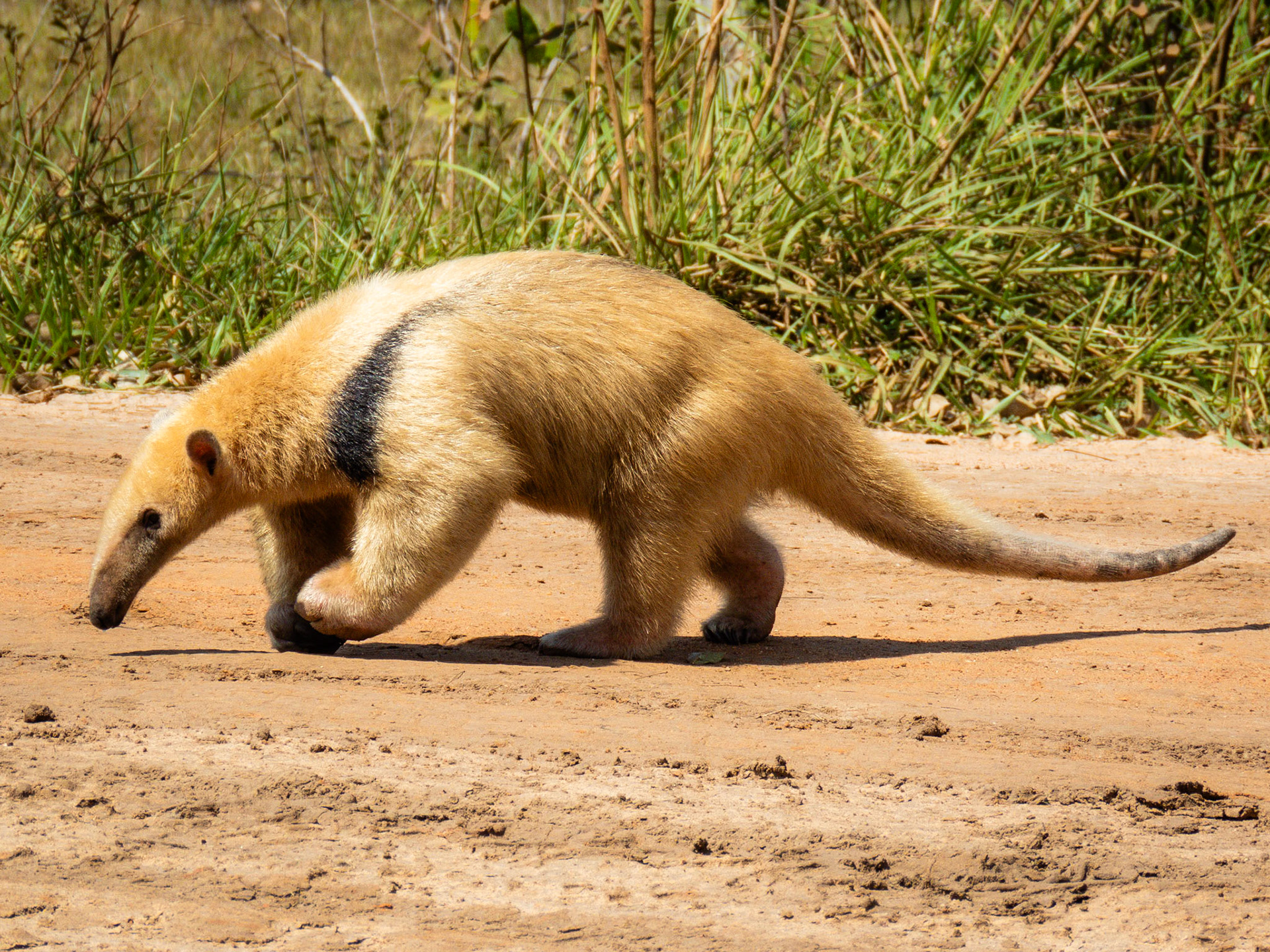 Southern Tamandua, Pousada Aguape