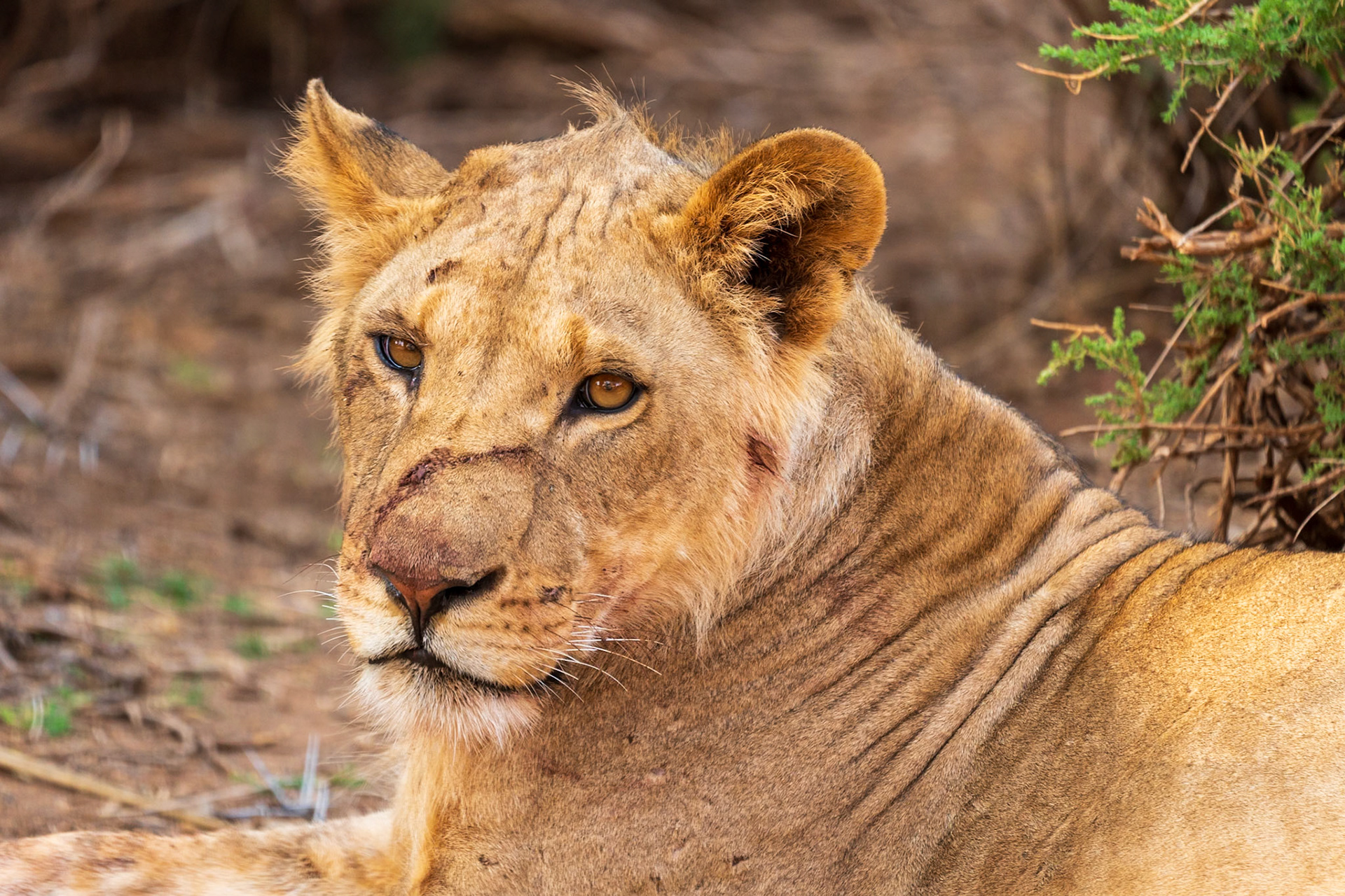 Lion, Samburu Simba Lodge
