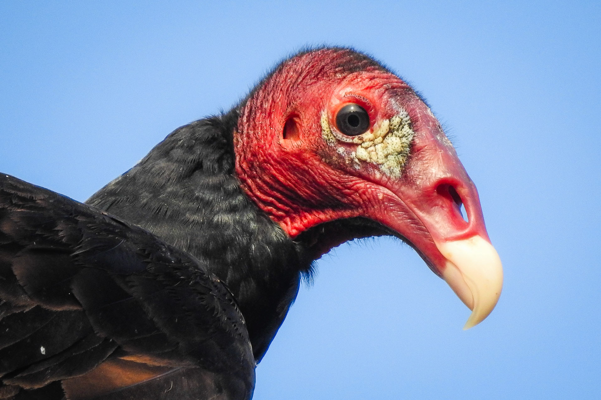 Turkey Vulture, Hill Bank Field Station