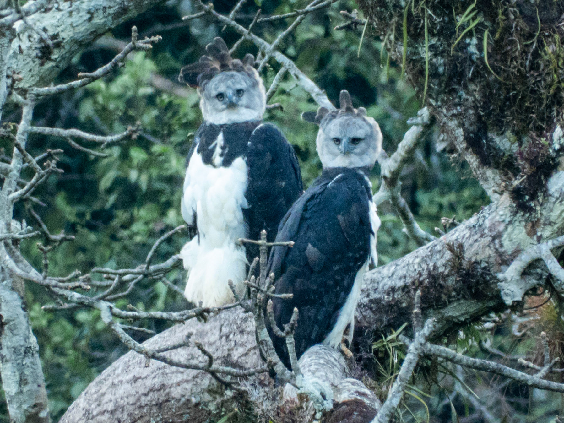 Harpy Eagle, Harpy Eagle Reserve