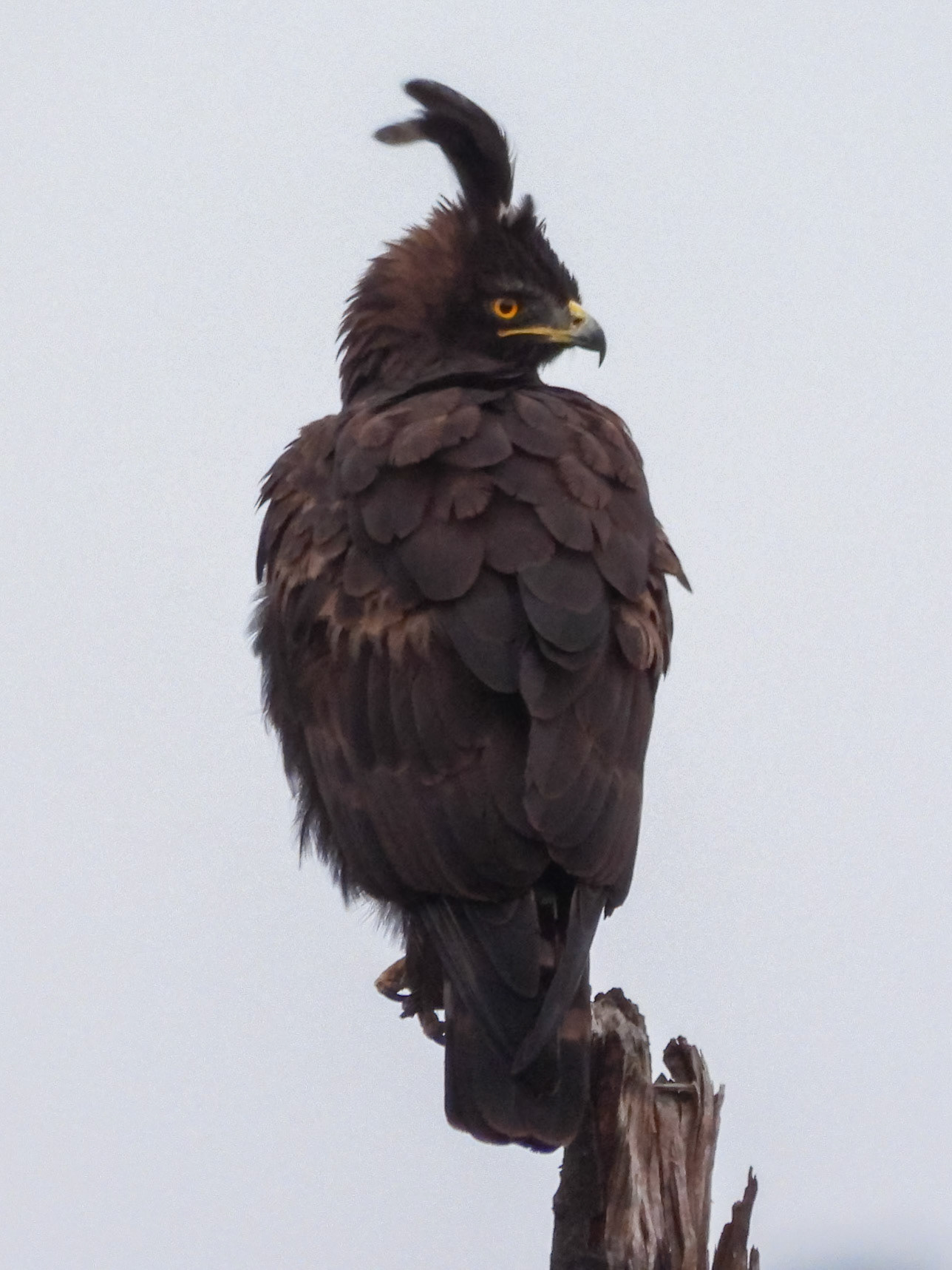Long-crested Eagle, Melting Bush Camp