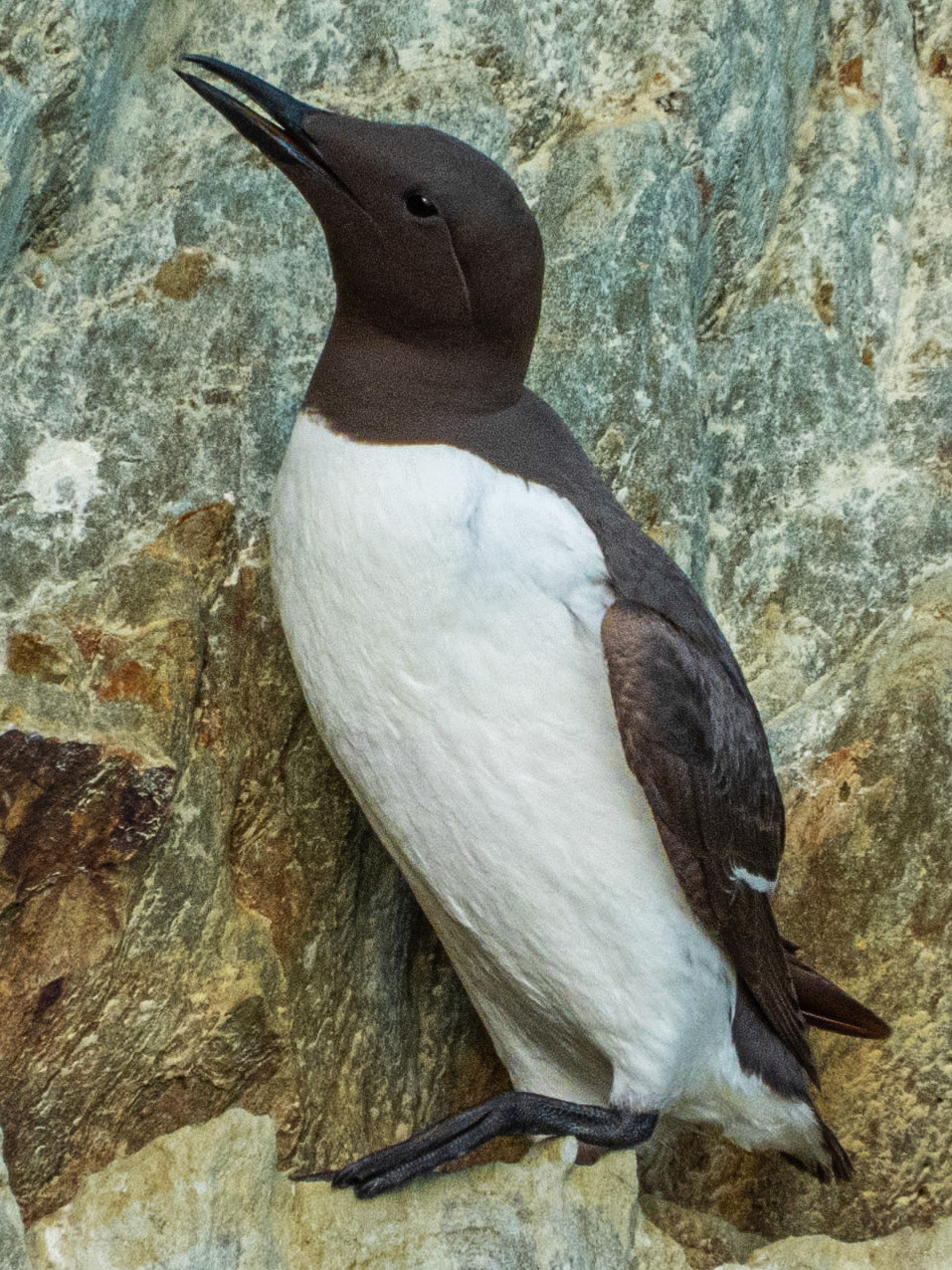 Common Murre, South Stack RSPB Reserve