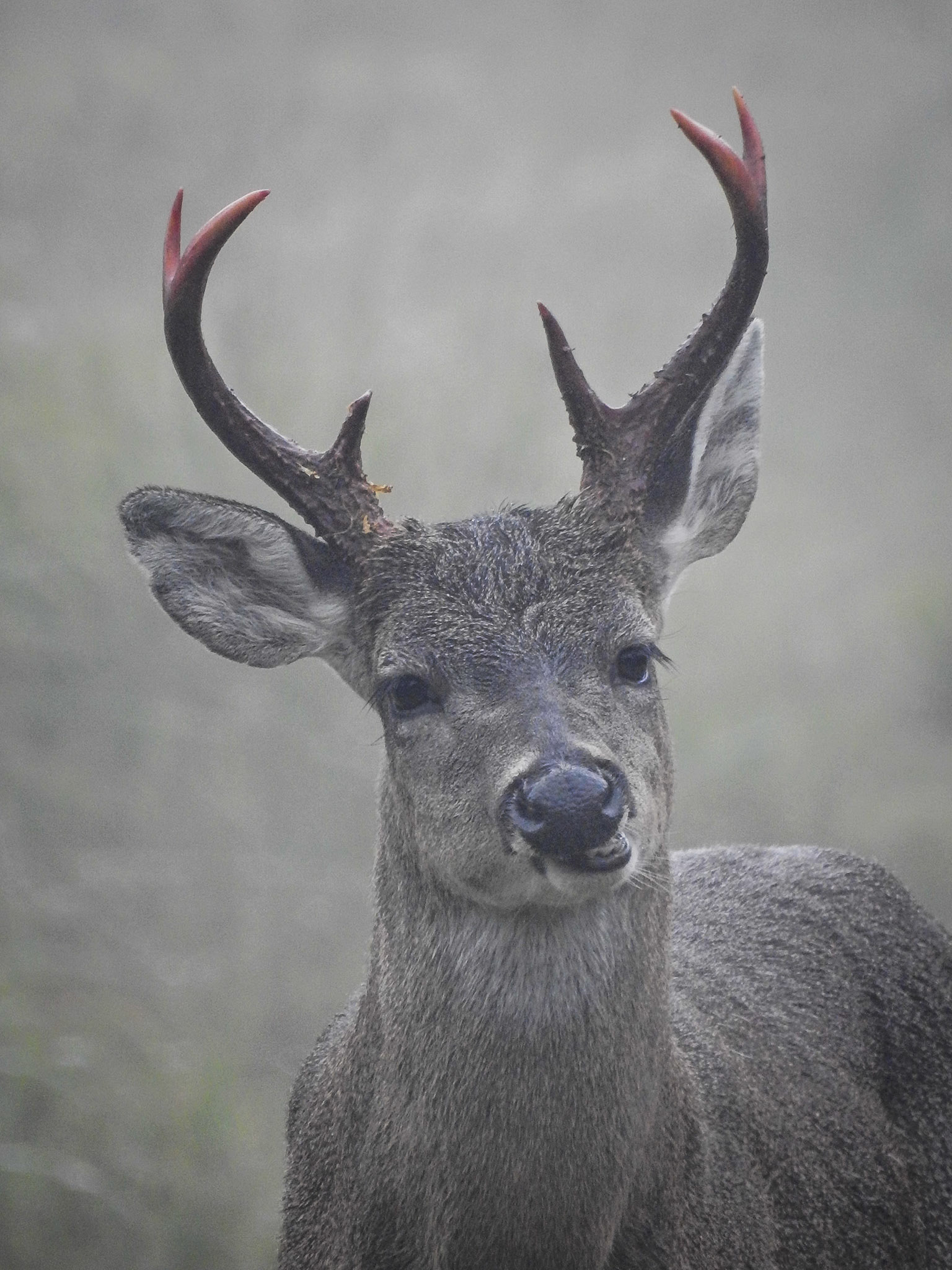 White-tailed Deer, Parque Nacional Chingaza