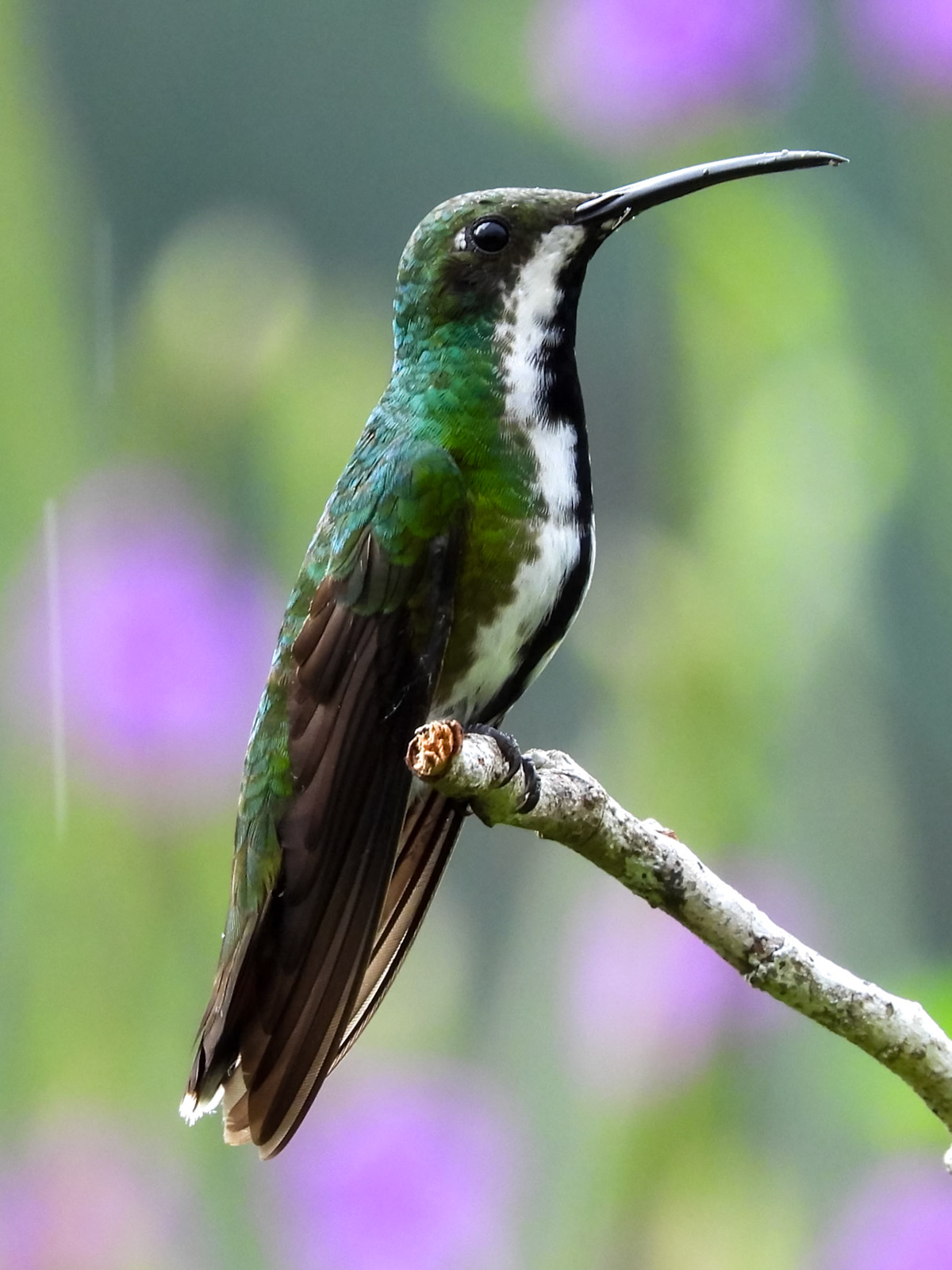 Black-throated Mango, El Encanto Nature Reserve