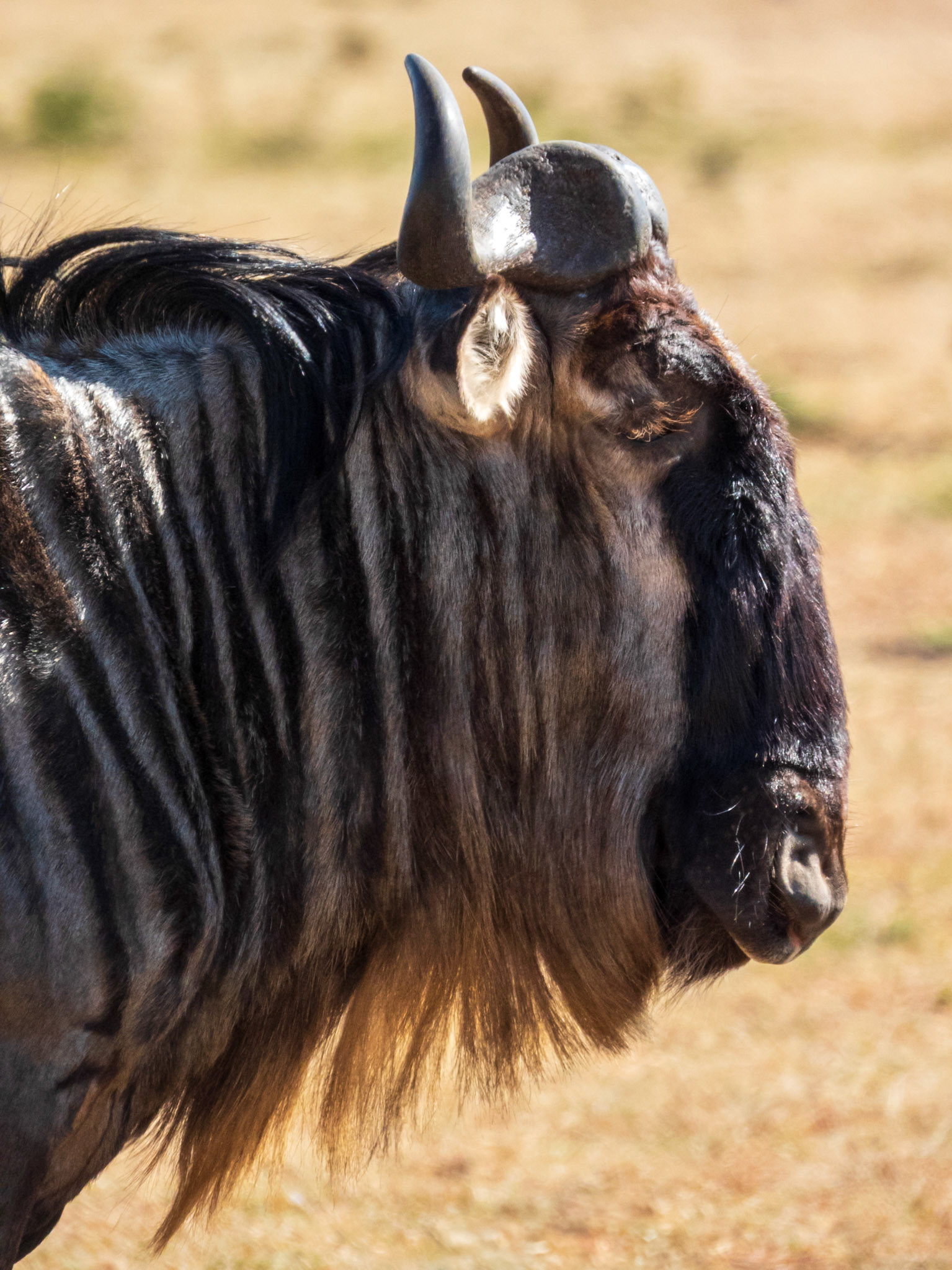 Common Wildebeest, Melting Bush Camp