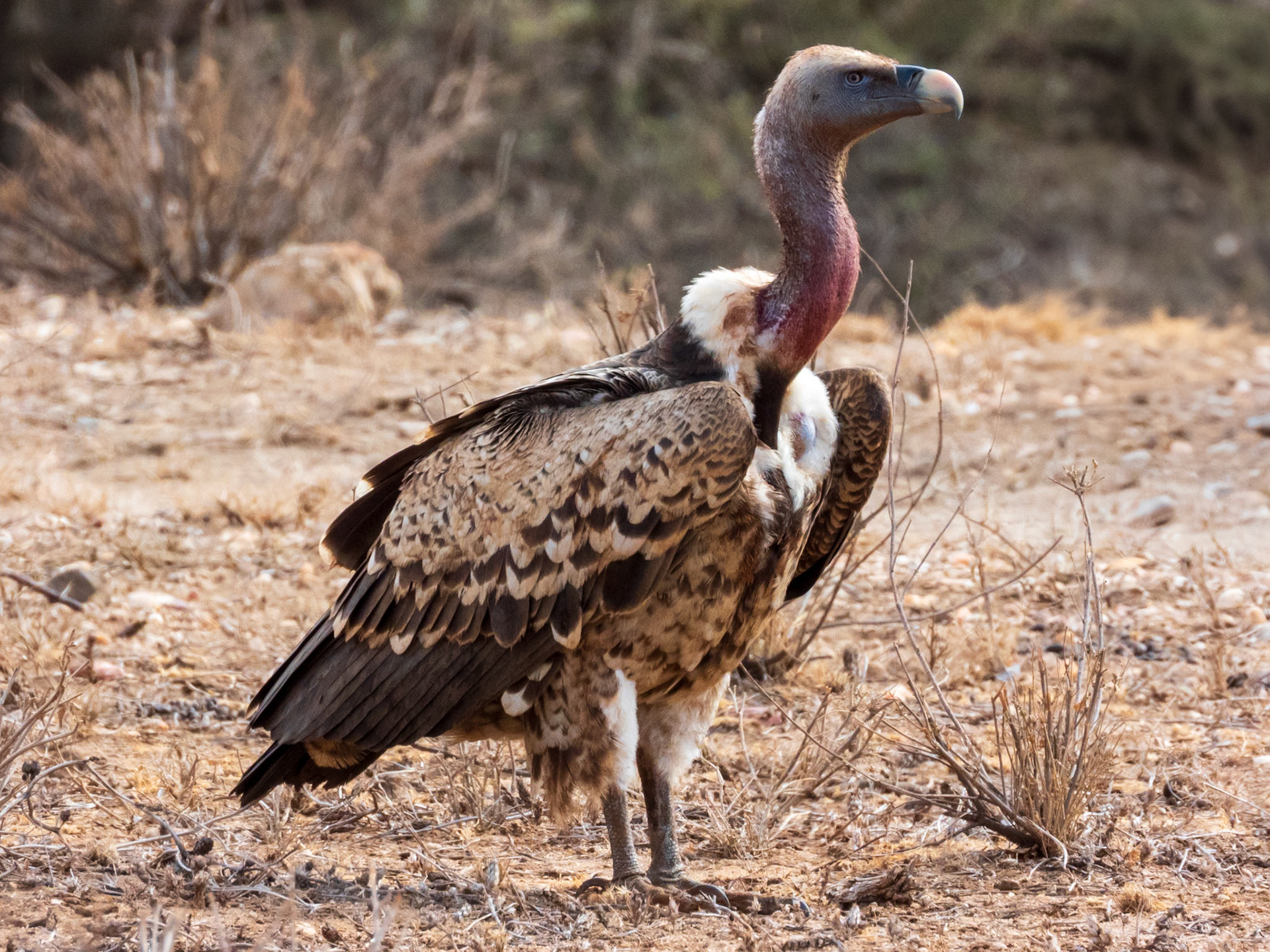 Rüppell's Griffon, Samburu Simba Lodge