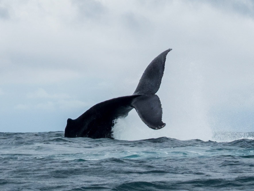 Humpback Whale, Jardín Botánico del Pacífico